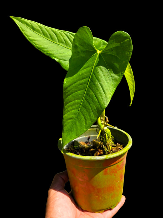 Anthurium sp. "Cachiyacu" (EXACT PLANT)