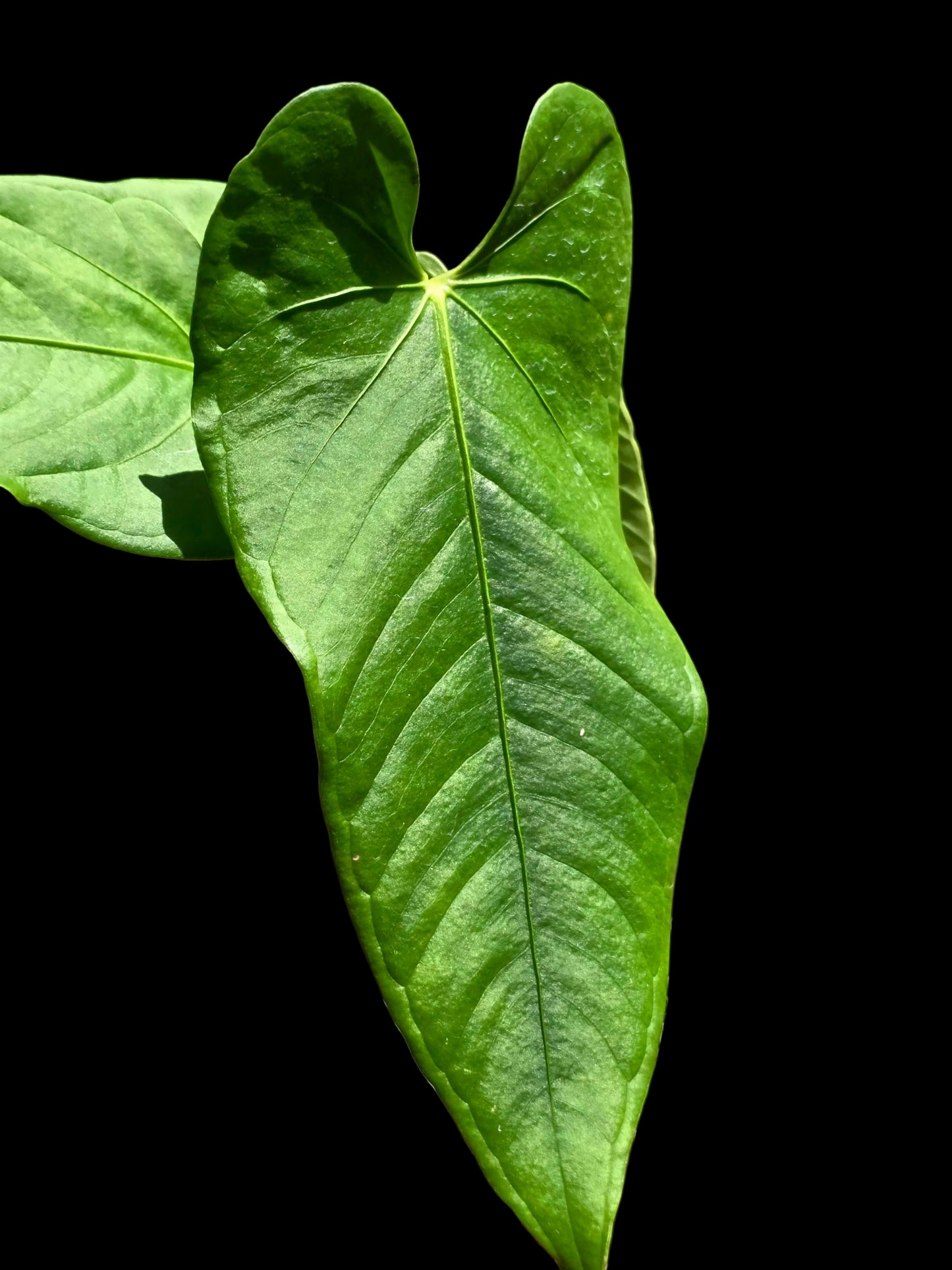 Anthurium sp. "Cachiyacu" (EXACT PLANT)