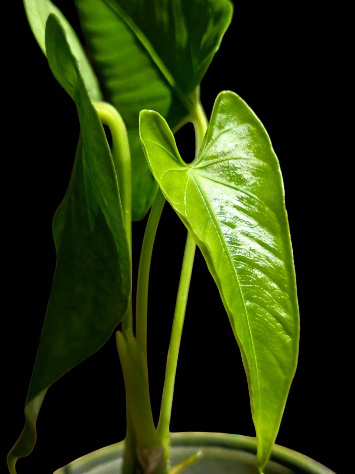 Anthurium sp. "Cachiyacu" (EXACT PLANT)