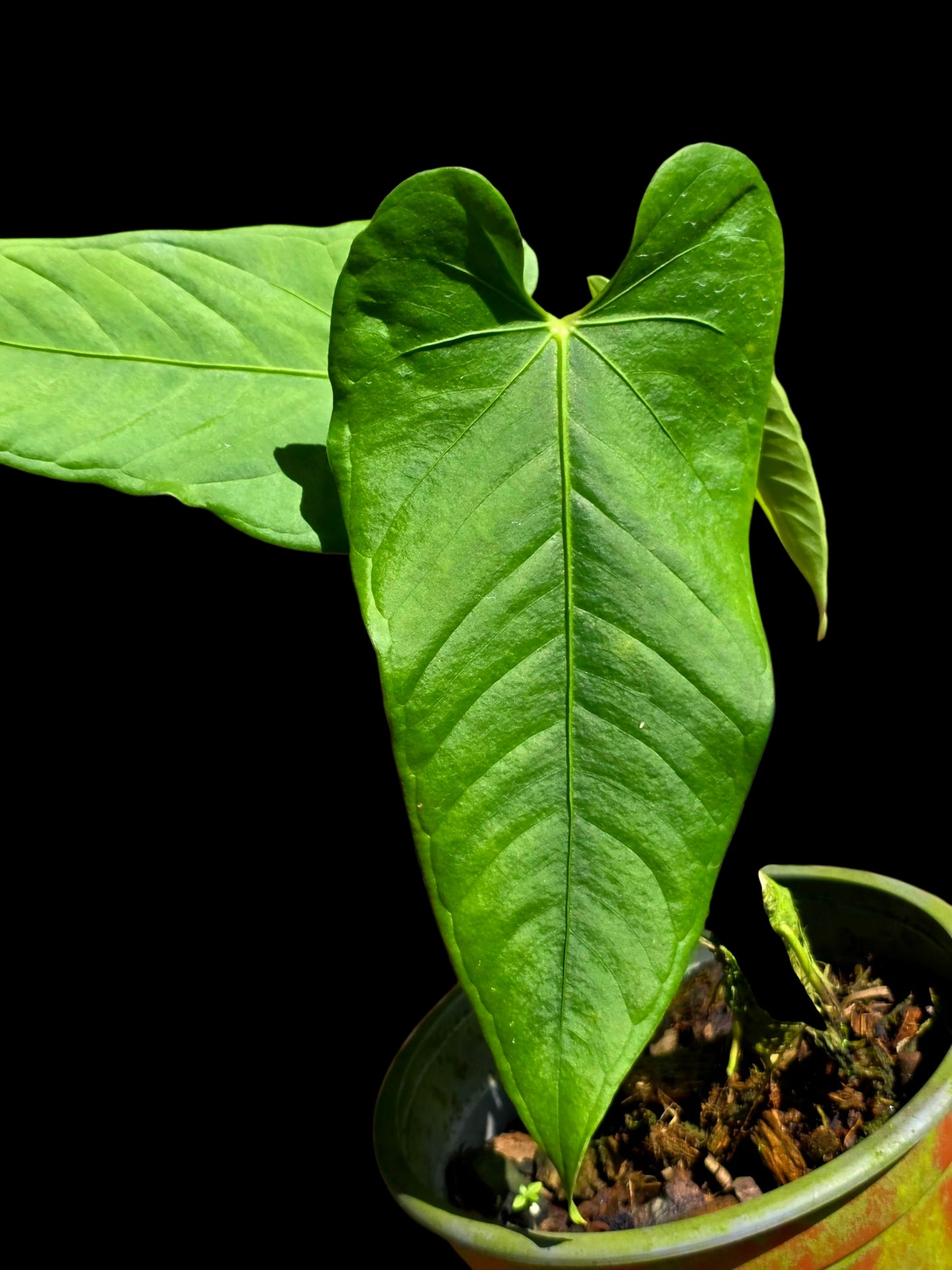 Anthurium sp. "Cachiyacu" (EXACT PLANT)