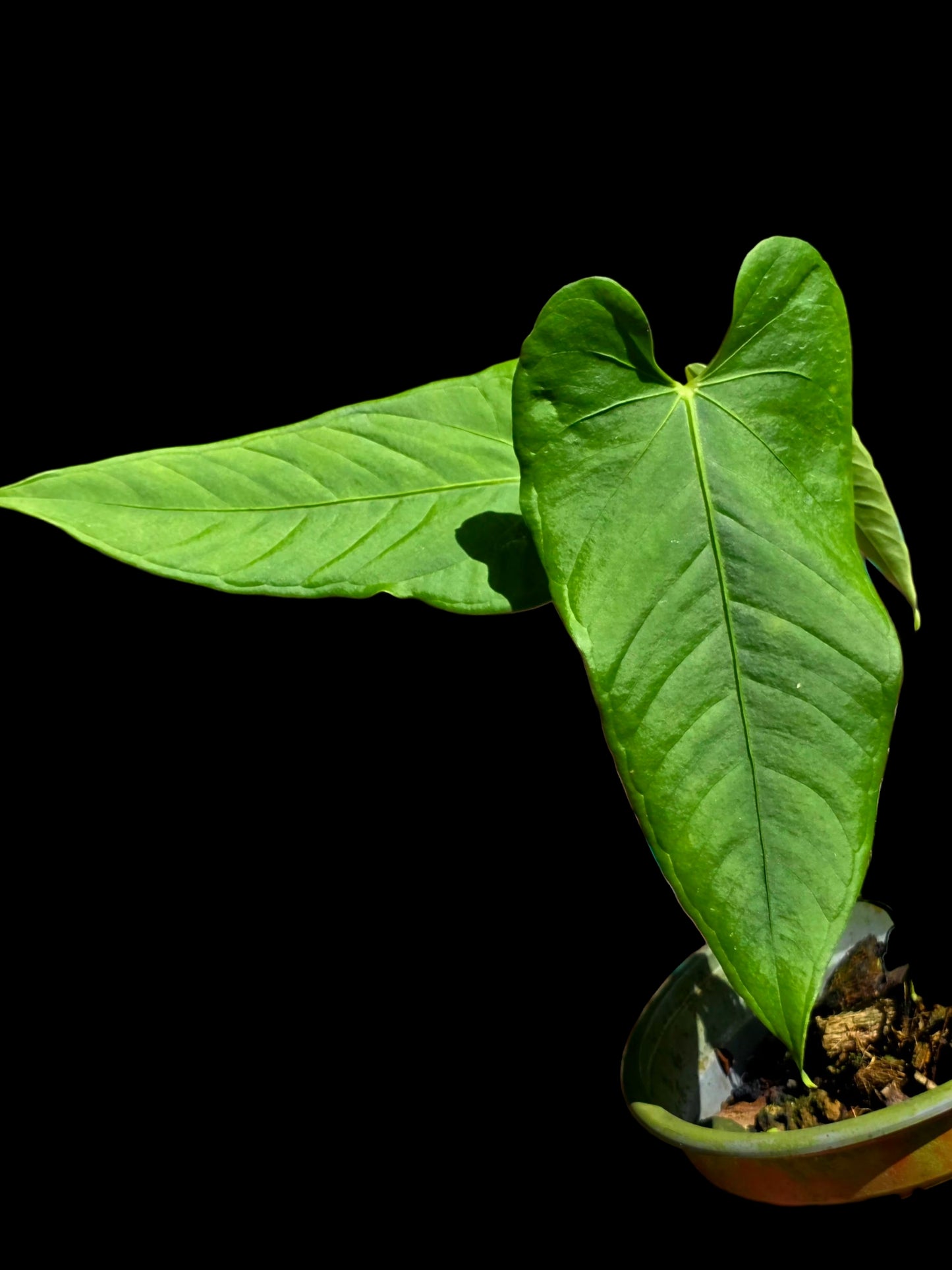 Anthurium sp. "Cachiyacu" (EXACT PLANT)