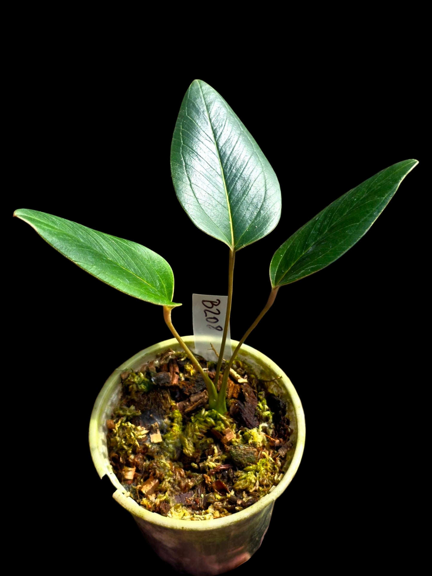 Anthurium sp. 'Indian Arrow' Wild Ecotype (EXACT PLANT)