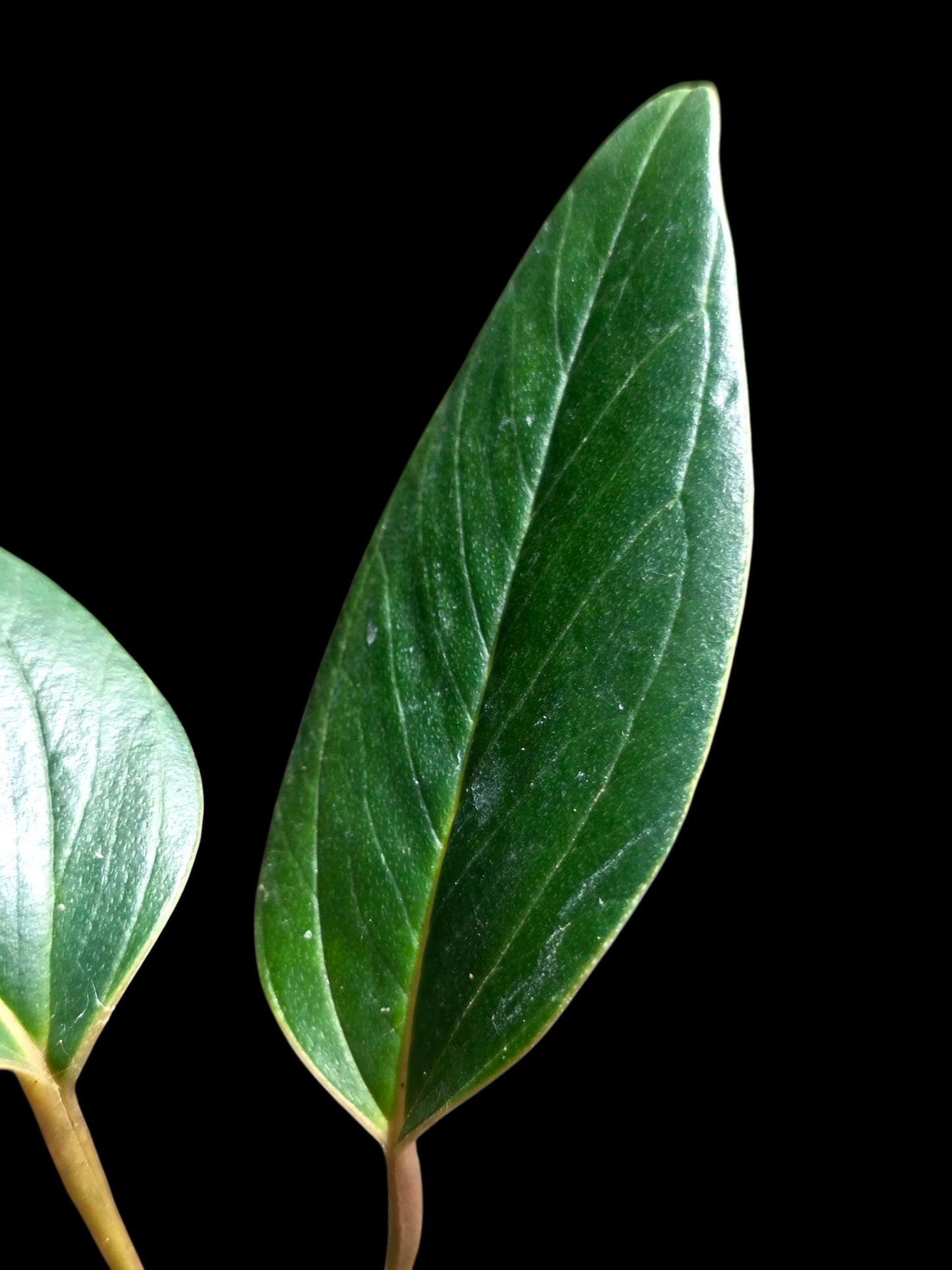 Anthurium sp. 'Indian Arrow' Wild Ecotype (EXACT PLANT)