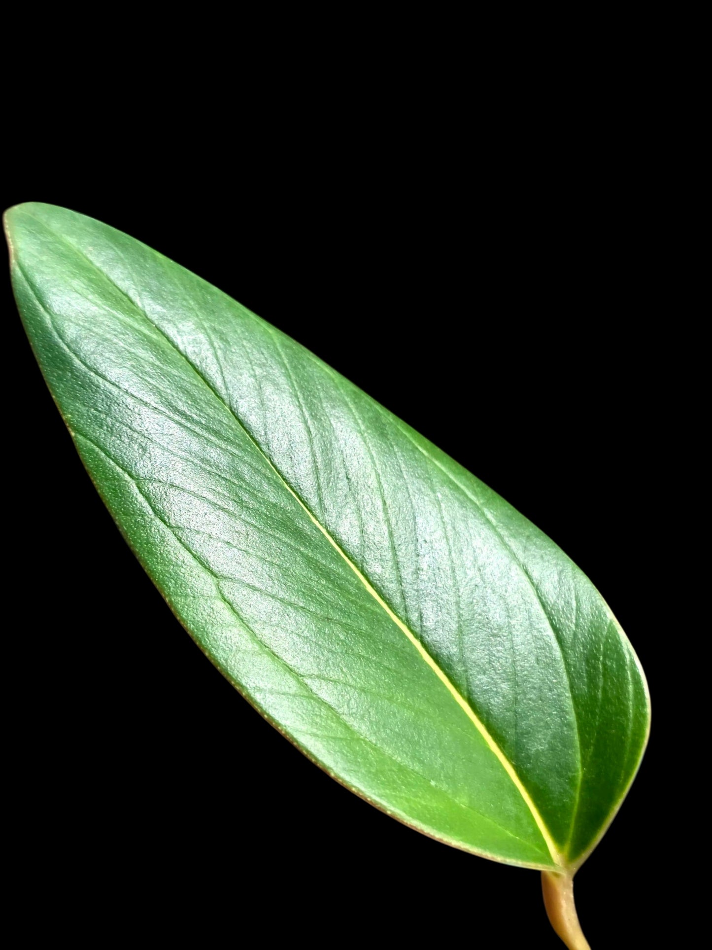 Anthurium sp. 'Indian Arrow' Wild Ecotype (EXACT PLANT)