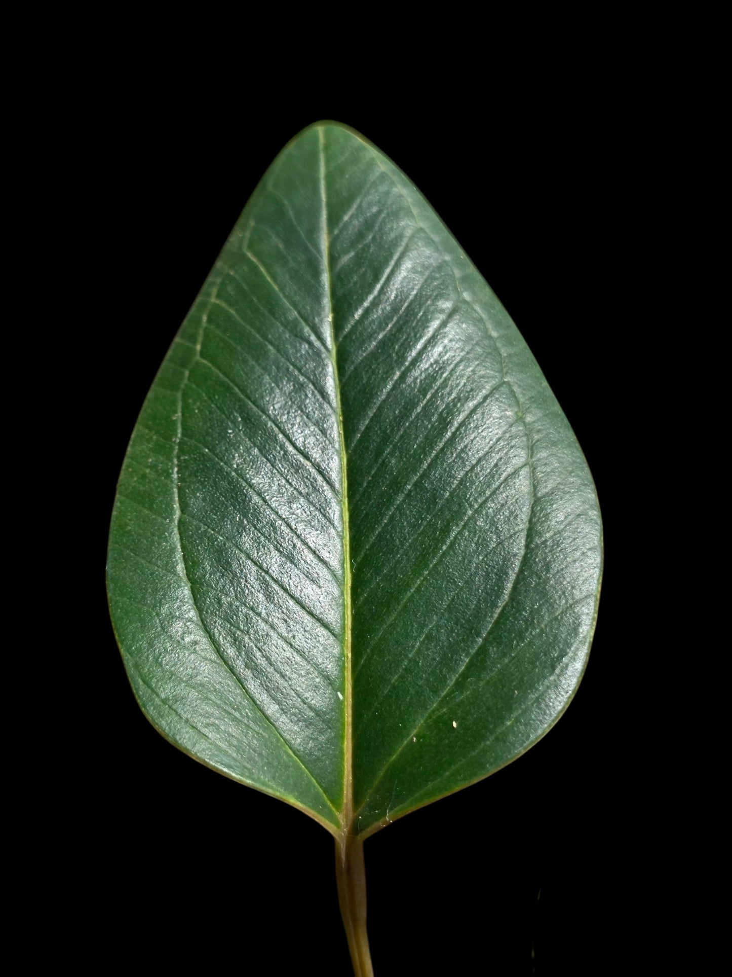 Anthurium sp. 'Indian Arrow' Wild Ecotype (EXACT PLANT)