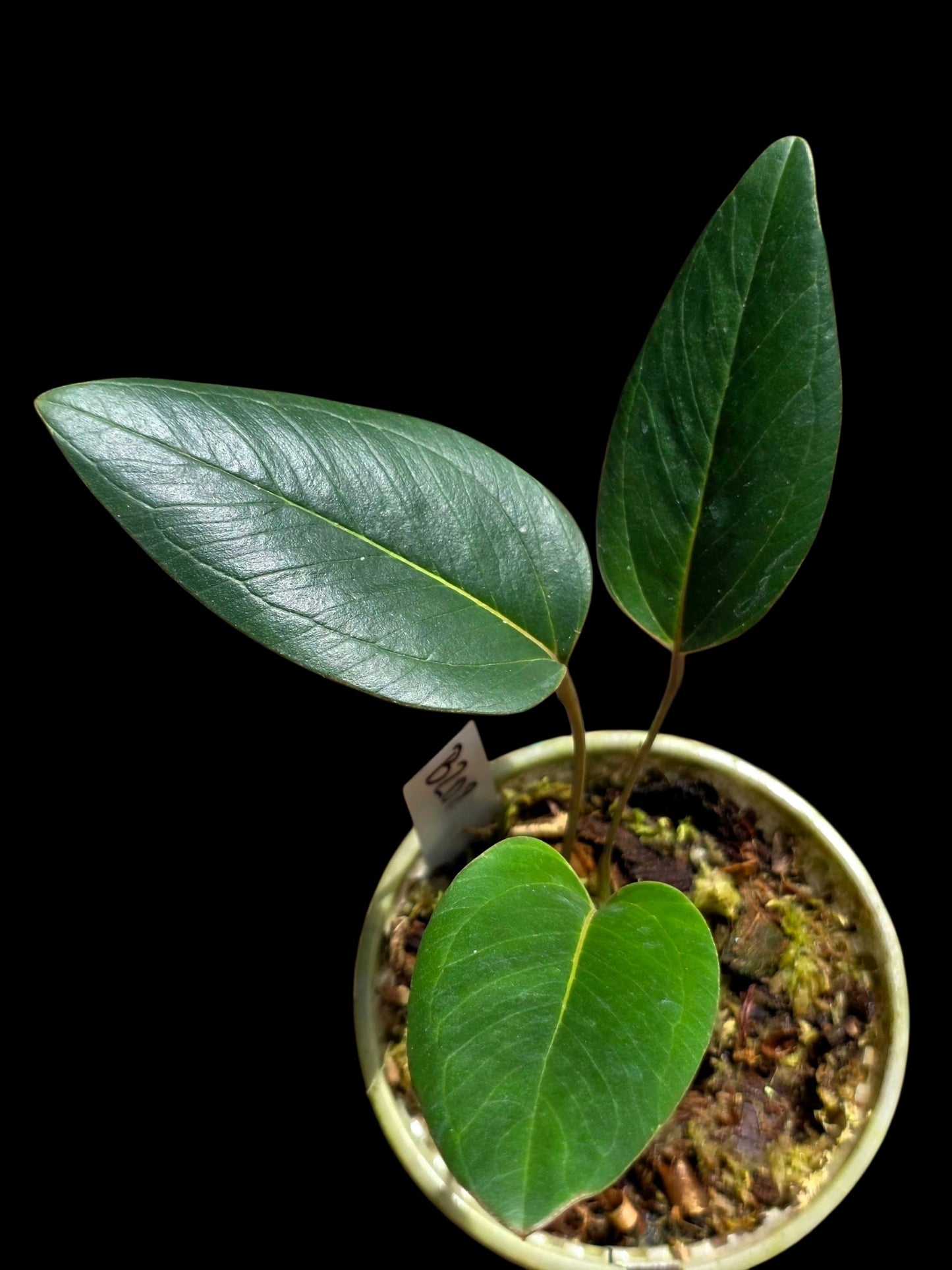 Anthurium sp. 'Indian Arrow' Wild Ecotype (EXACT PLANT)