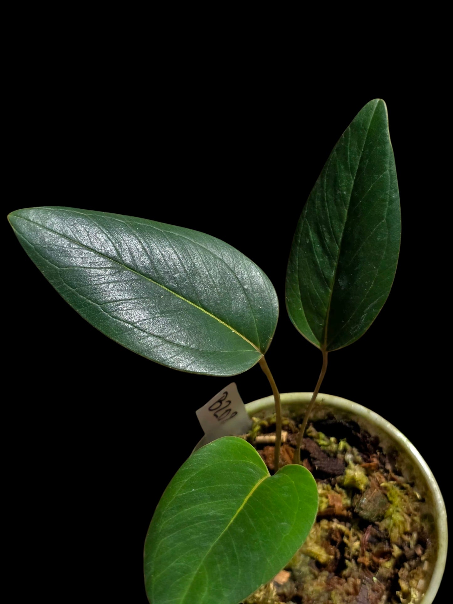 Anthurium sp. 'Indian Arrow' Wild Ecotype (EXACT PLANT)