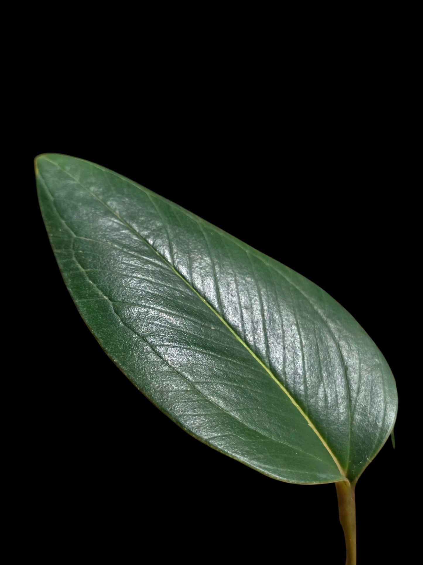 Anthurium sp. 'Indian Arrow' Wild Ecotype (EXACT PLANT)