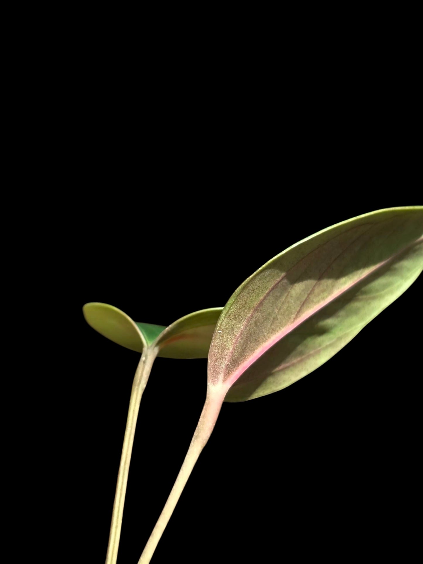 Anthurium sp. 'Indian Arrow' Wild Ecotype (EXACT PLANT)
