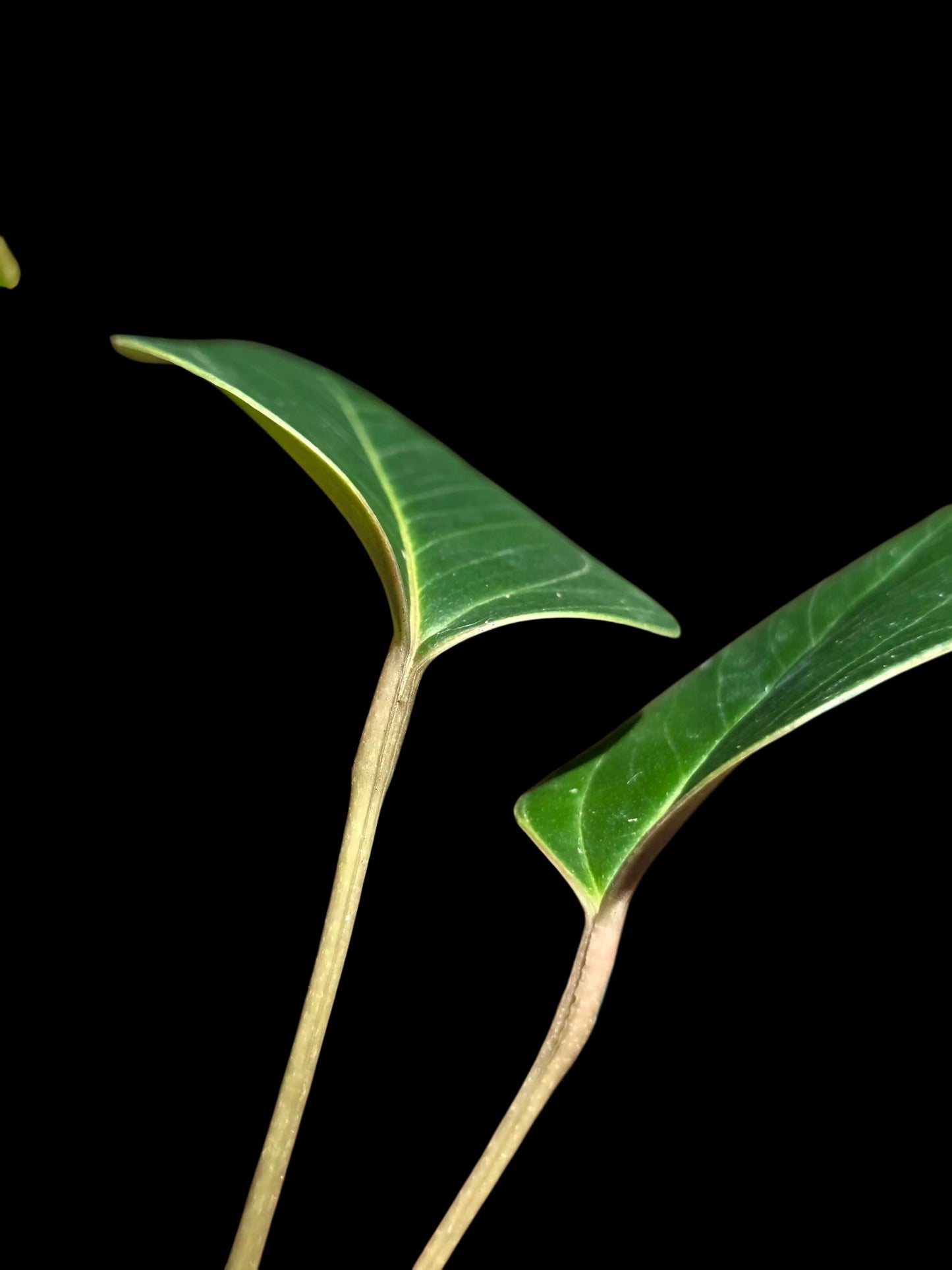 Anthurium sp. 'Indian Arrow' Wild Ecotype (EXACT PLANT)