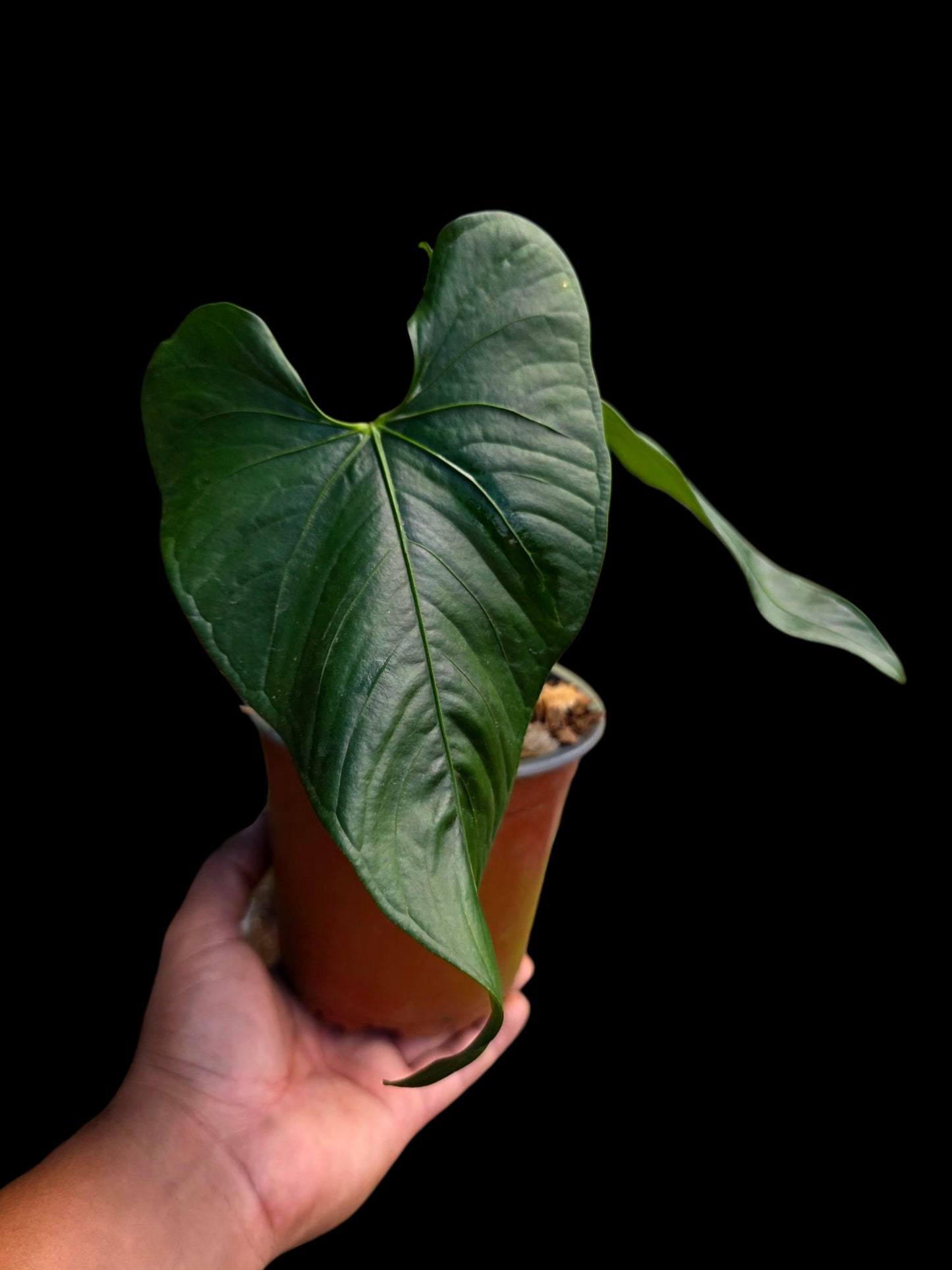Anthurium sp. 'Peru Dark' with 2 Leaves (EXACT PLANT)
