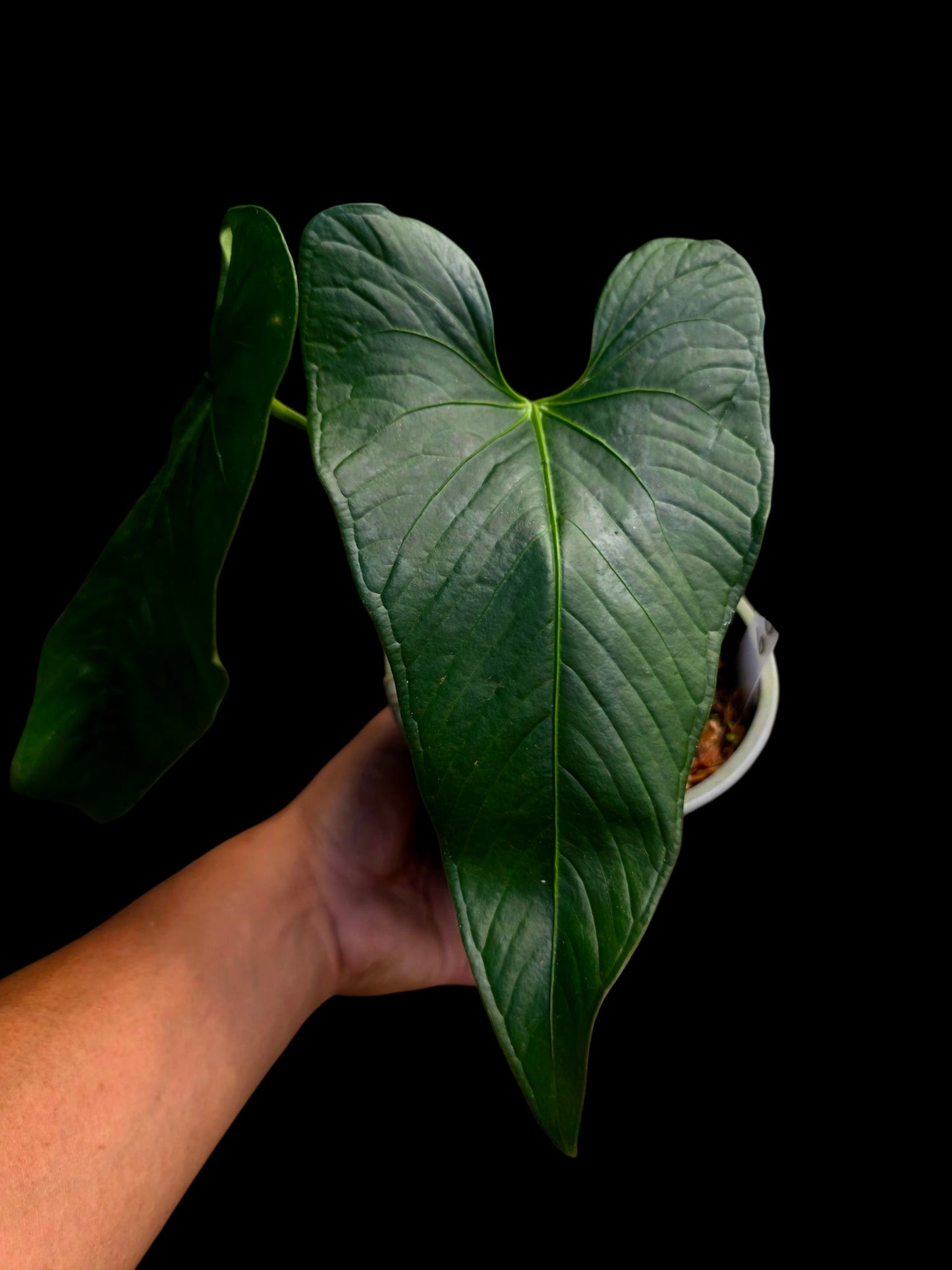 Anthurium sp. 'Peru Dark' with 2 Leaves (EXACT PLANT)