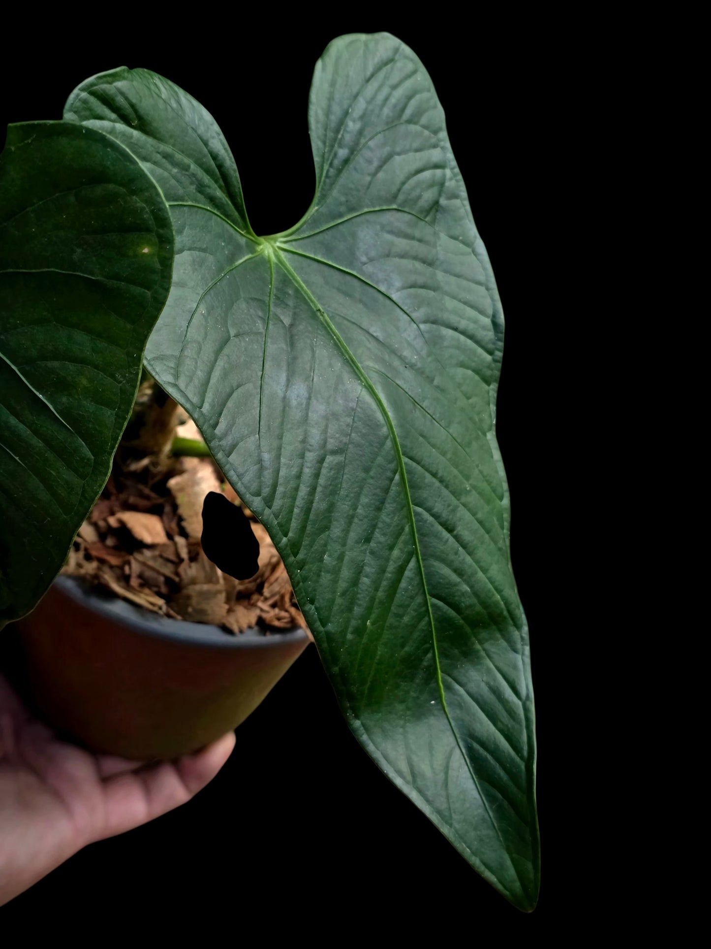 Anthurium sp. 'Peru Dark' with 2 Leaves (EXACT PLANT)