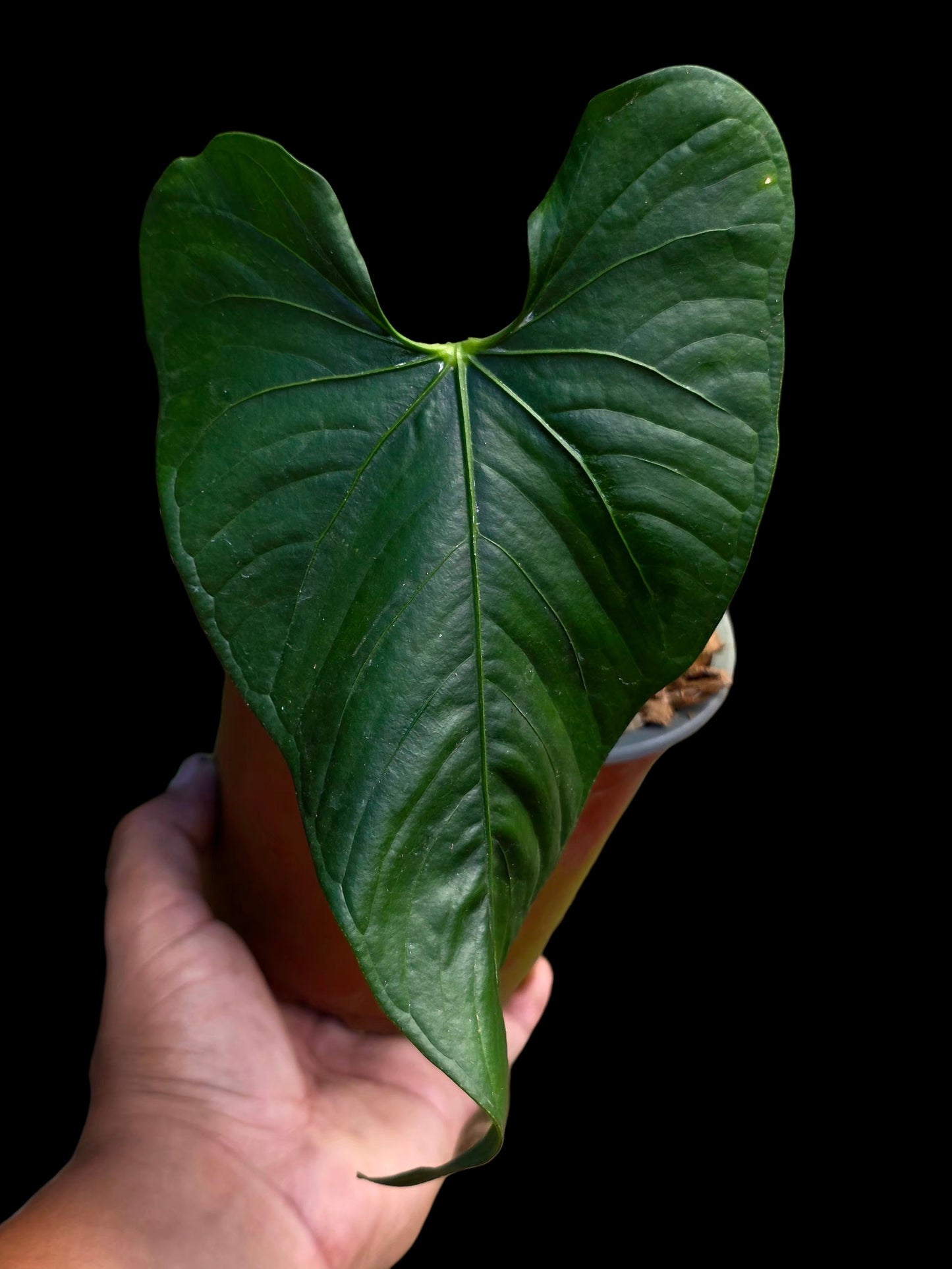 Anthurium sp. 'Peru Dark' with 2 Leaves (EXACT PLANT)