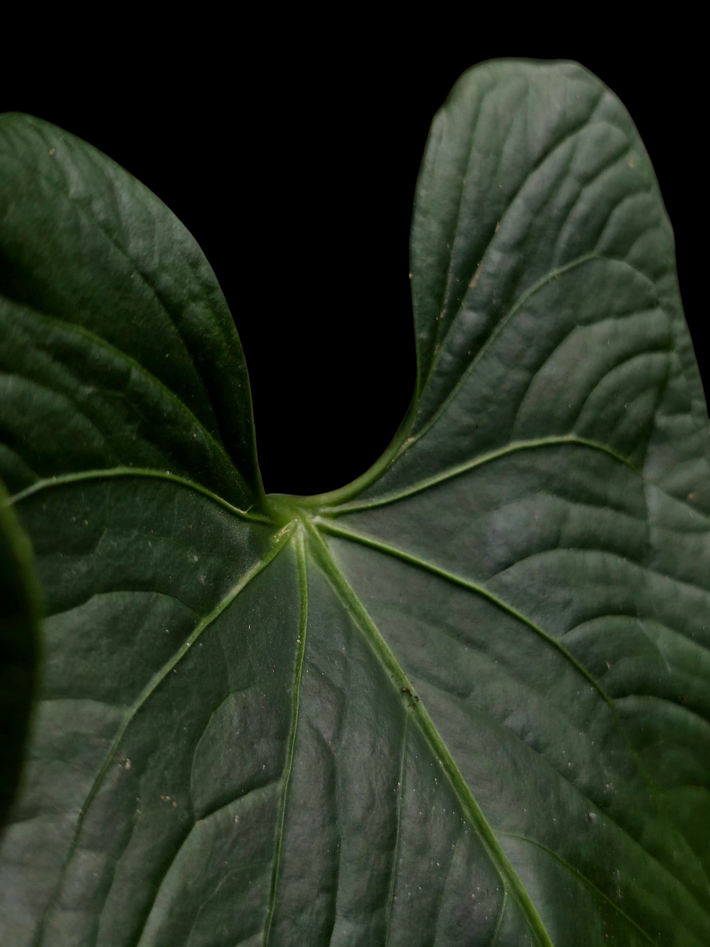 Anthurium sp. 'Peru Dark' with 2 Leaves (EXACT PLANT)