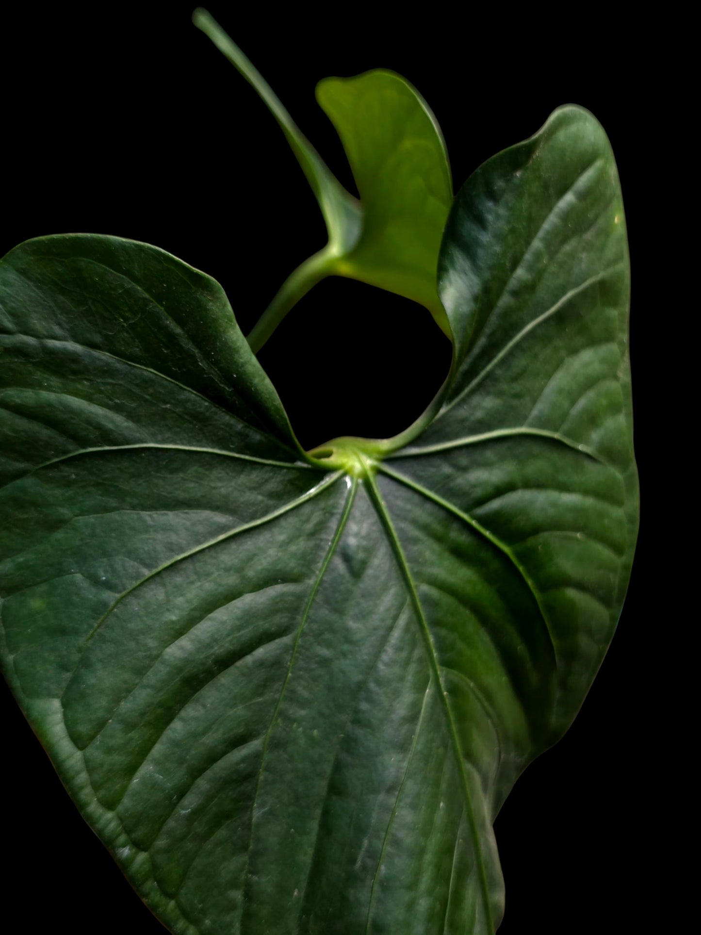 Anthurium sp. 'Peru Dark' with 2 Leaves (EXACT PLANT)