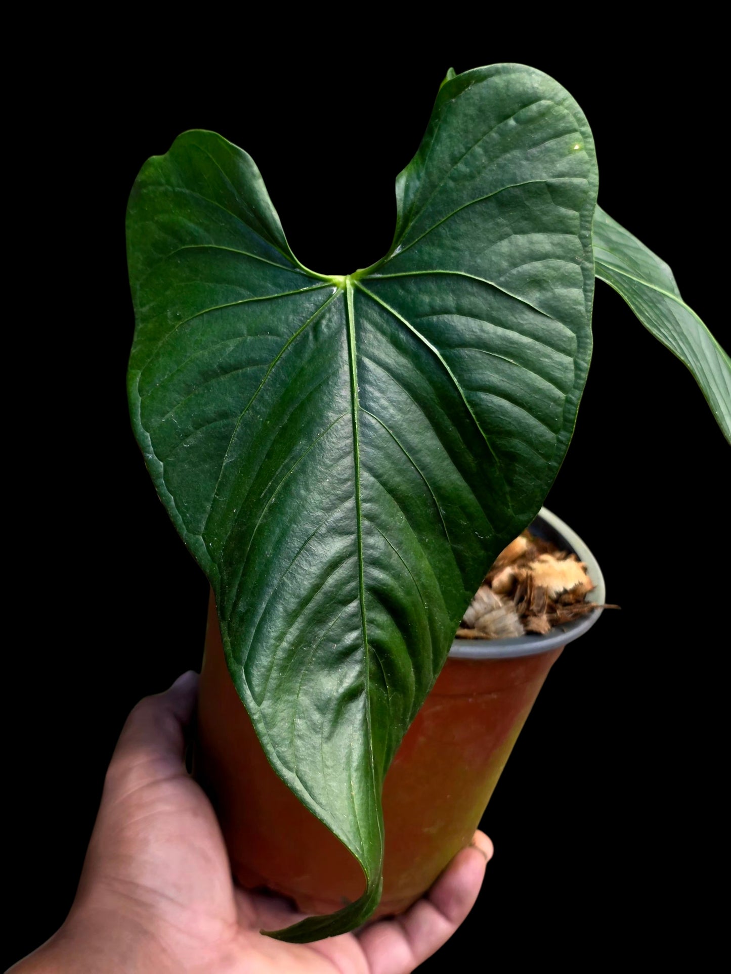 Anthurium sp. 'Peru Dark' with 2 Leaves (EXACT PLANT)