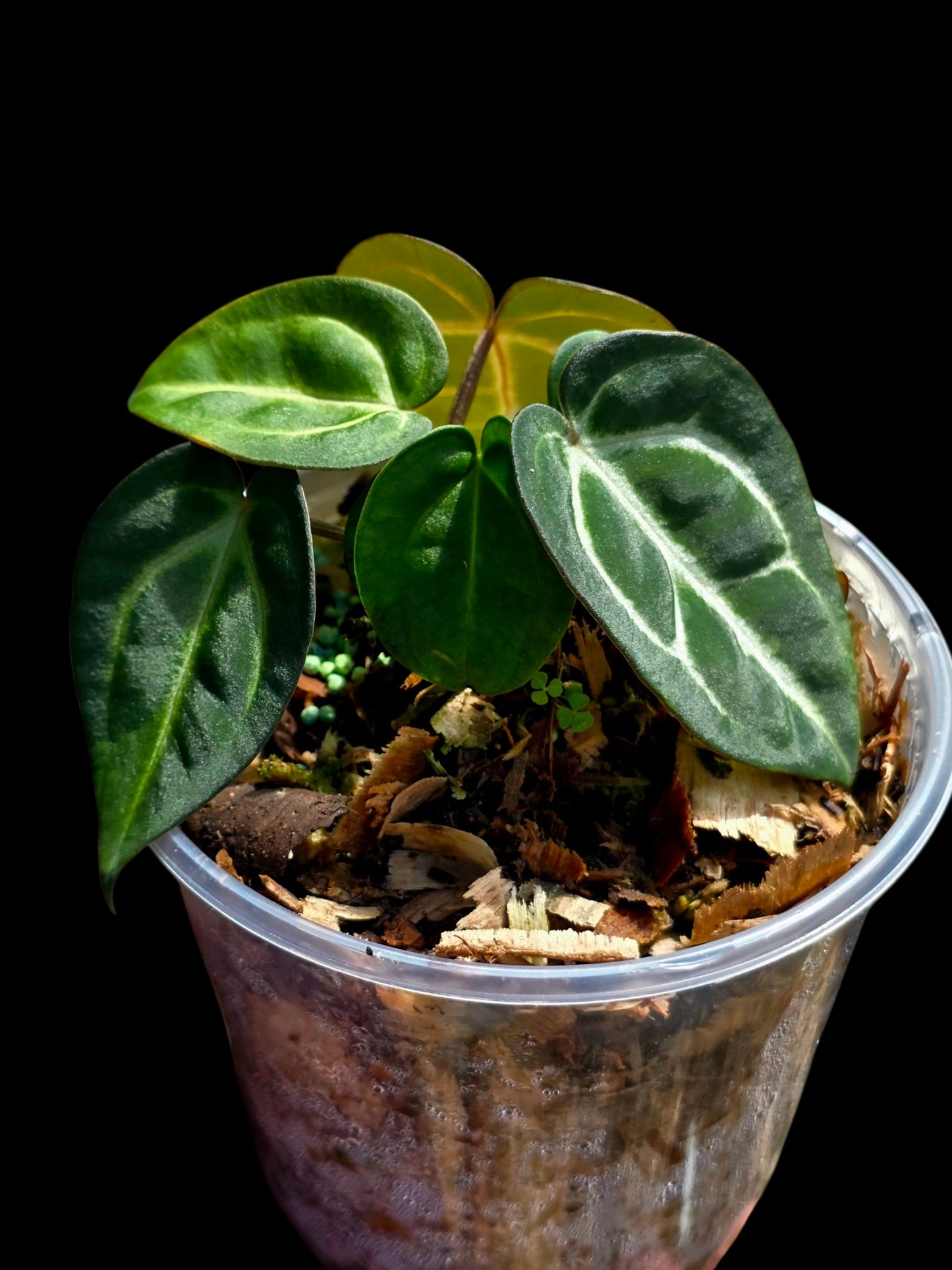 Anthurium Carlablackiae Dark Petiole (EXACT PLANT)