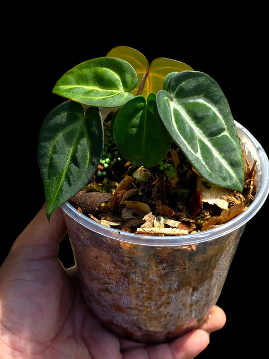 Anthurium Carlablackiae Dark Petiole (EXACT PLANT)