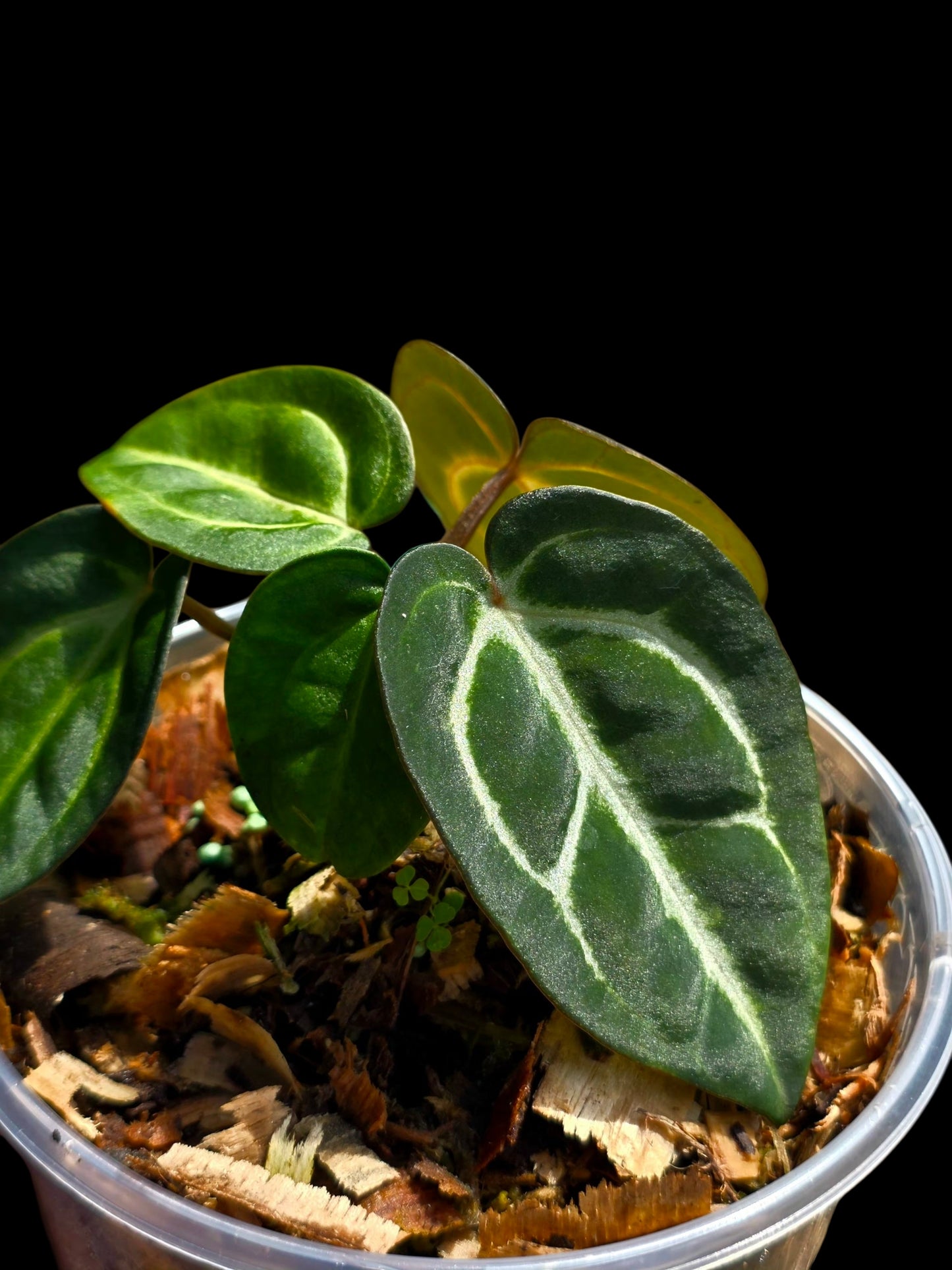 Anthurium Carlablackiae Dark Petiole (EXACT PLANT)
