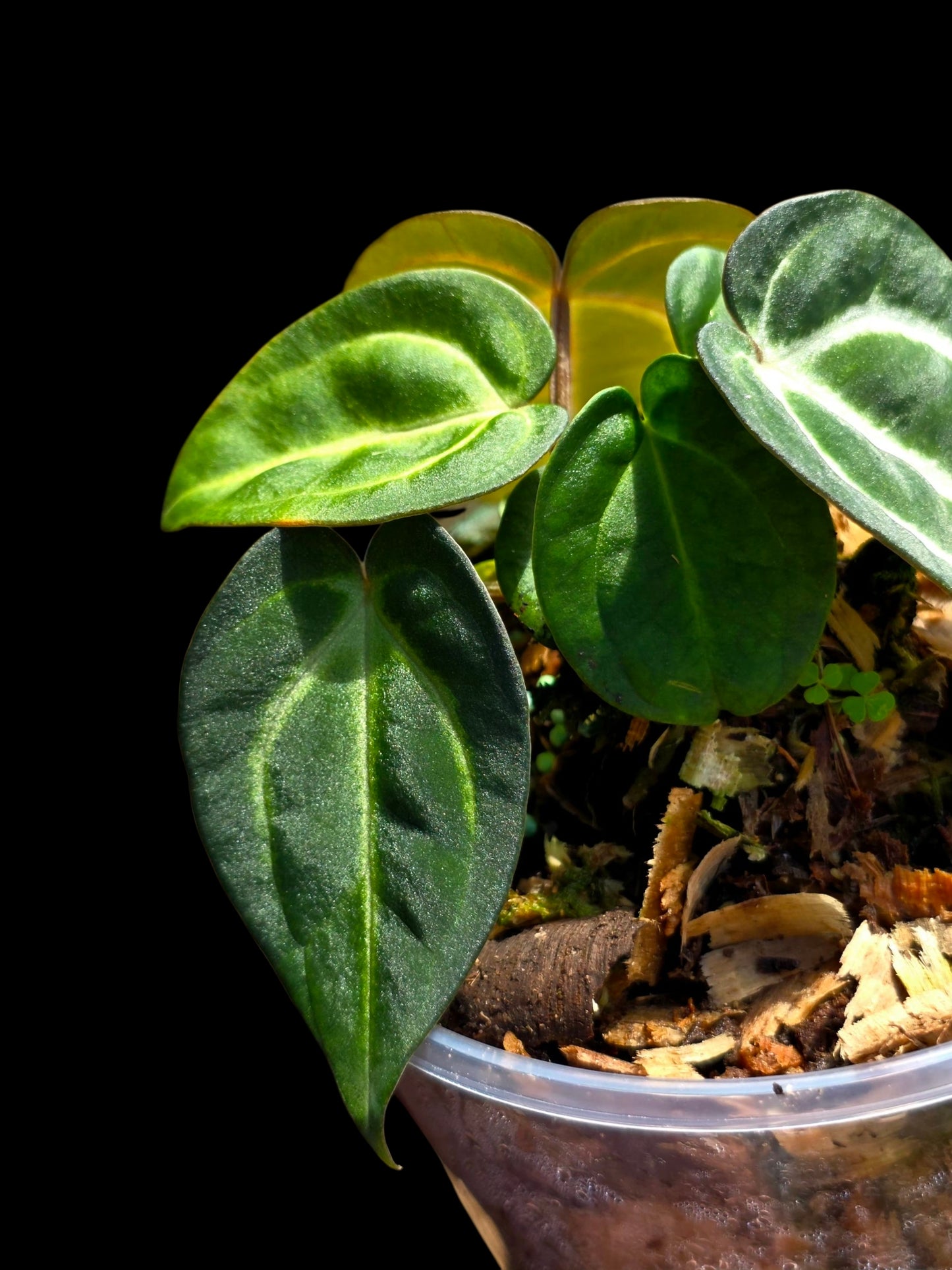 Anthurium Carlablackiae Dark Petiole (EXACT PLANT)