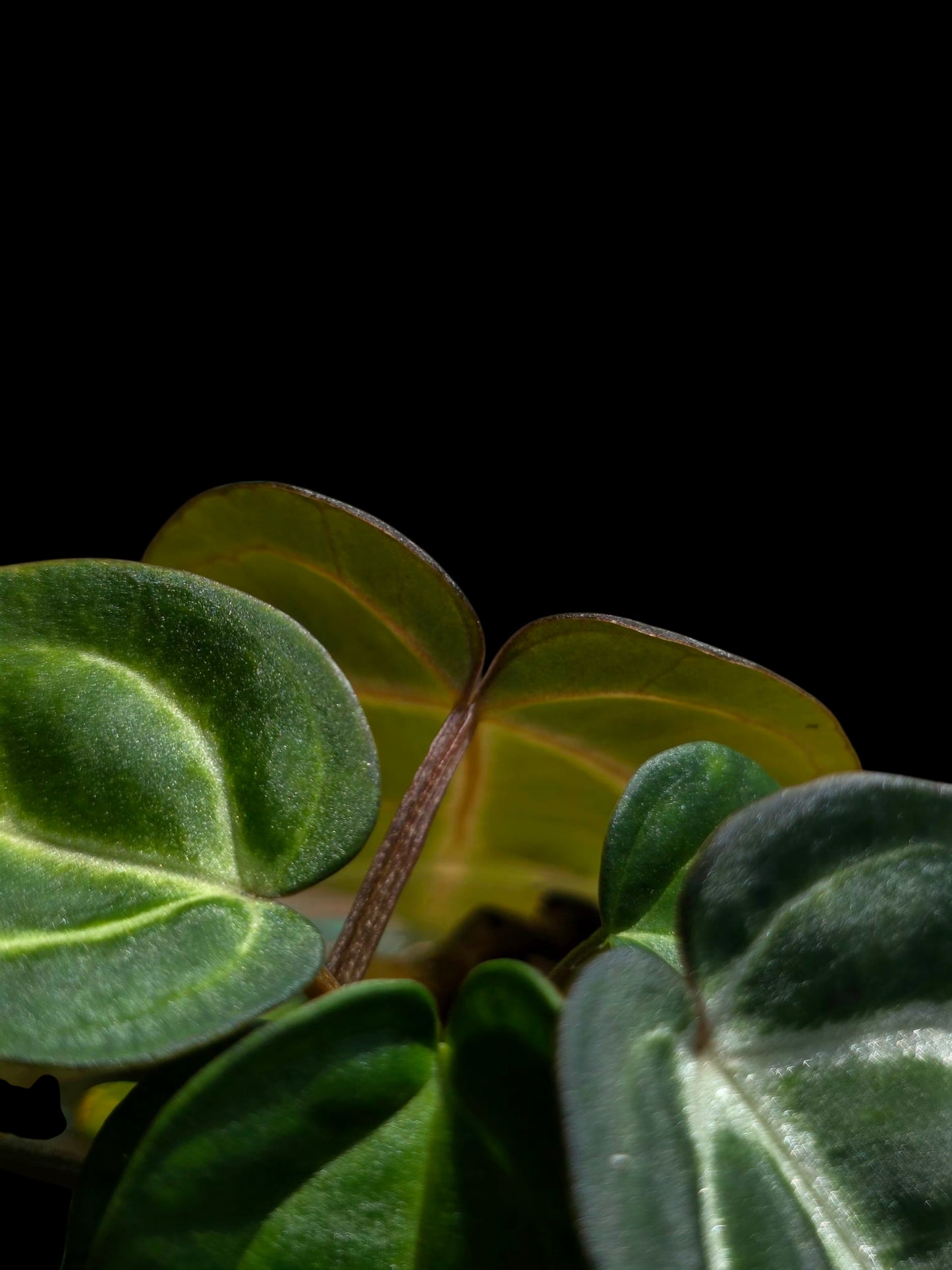 Anthurium Carlablackiae Dark Petiole (EXACT PLANT)
