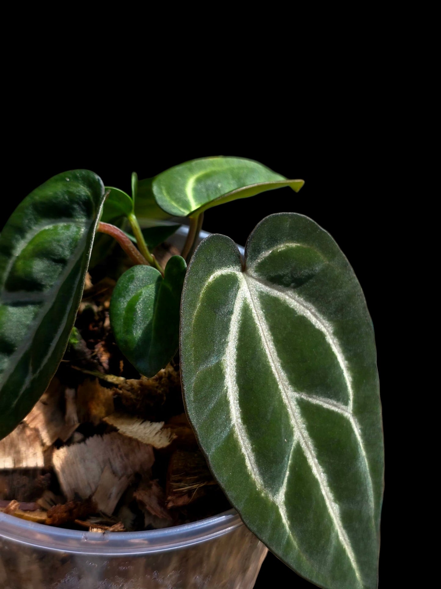 Anthurium Carlablackiae Dark Petiole (EXACT PLANT)
