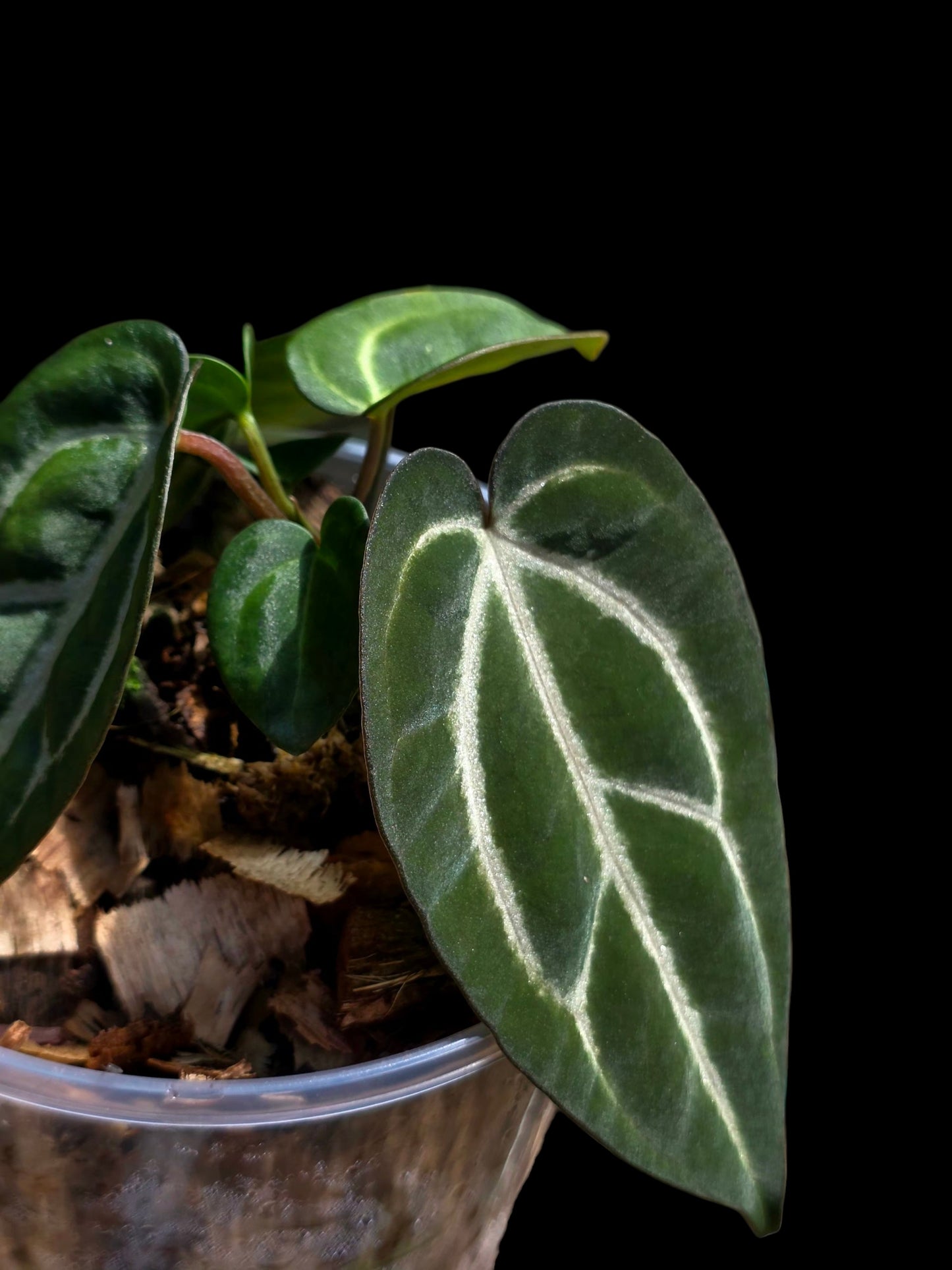 Anthurium Carlablackiae Dark Petiole (EXACT PLANT)