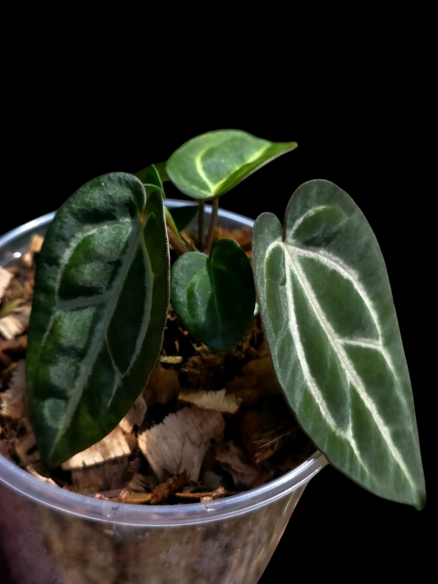 Anthurium Carlablackiae Dark Petiole (EXACT PLANT)