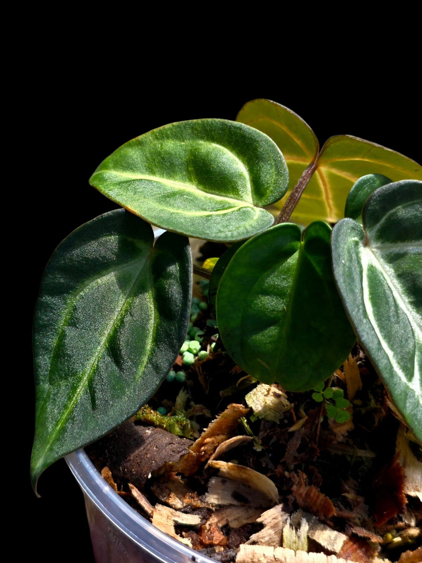 Anthurium Carlablackiae Dark Petiole (EXACT PLANT)