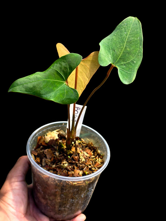 Anthurium sp. 'Huanuco Velvet' Wild Ecotype  (EXACT PLANT)