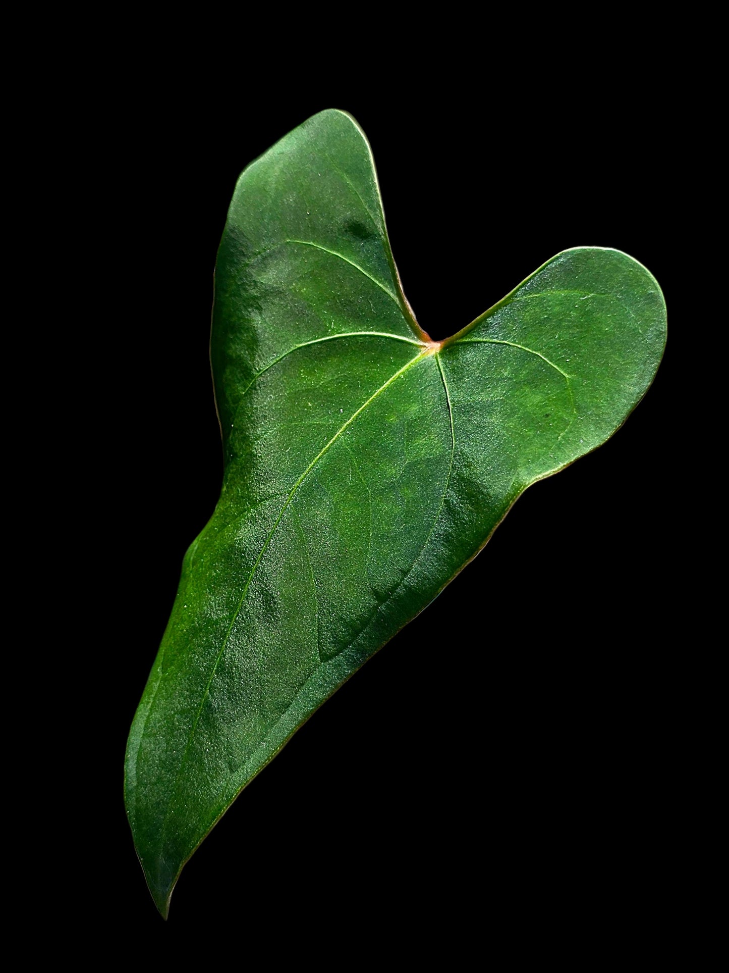 Anthurium sp. 'Huanuco Velvet' Wild Ecotype  (EXACT PLANT)