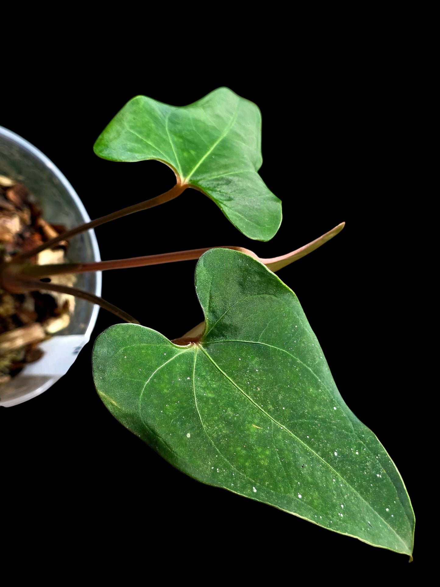 Anthurium sp. 'Huanuco Velvet' Wild Ecotype  (EXACT PLANT)