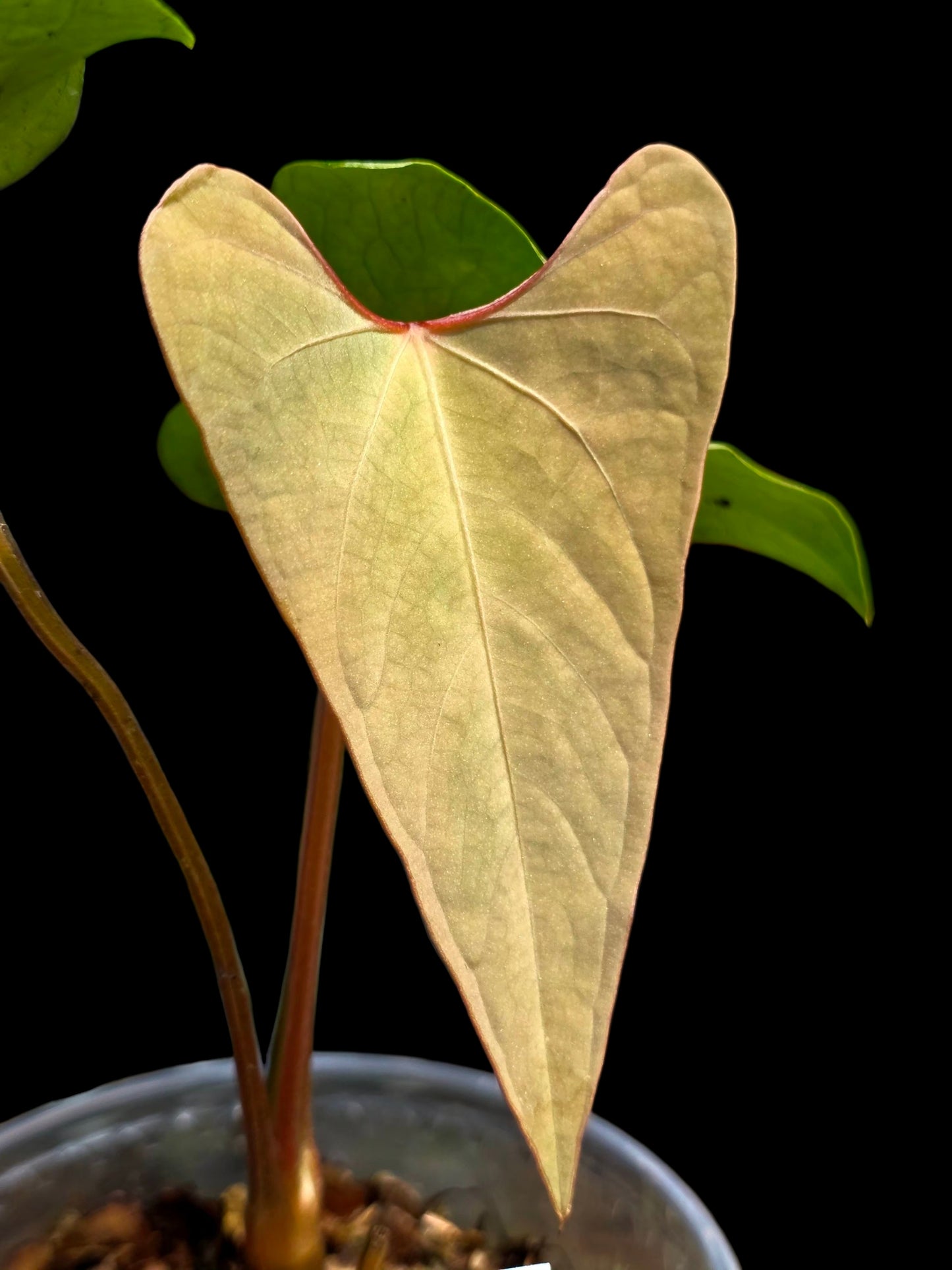 Anthurium sp. 'Huanuco Velvet' Wild Ecotype  (EXACT PLANT)