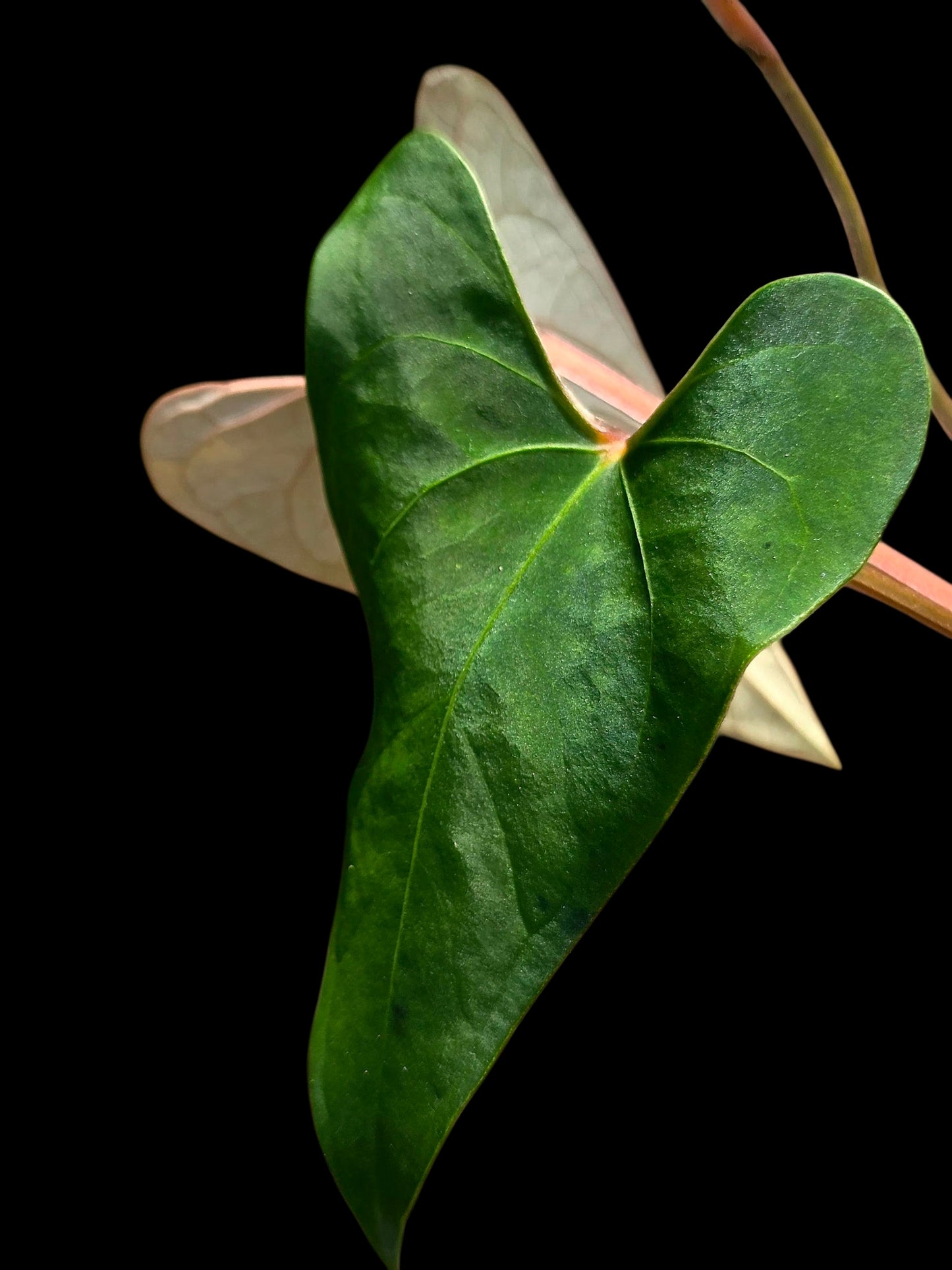 Anthurium sp. 'Huanuco Velvet' Wild Ecotype  (EXACT PLANT)