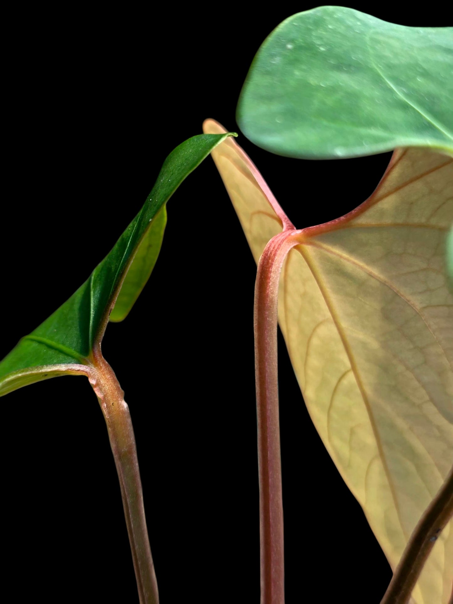 Anthurium sp. 'Huanuco Velvet' Wild Ecotype  (EXACT PLANT)