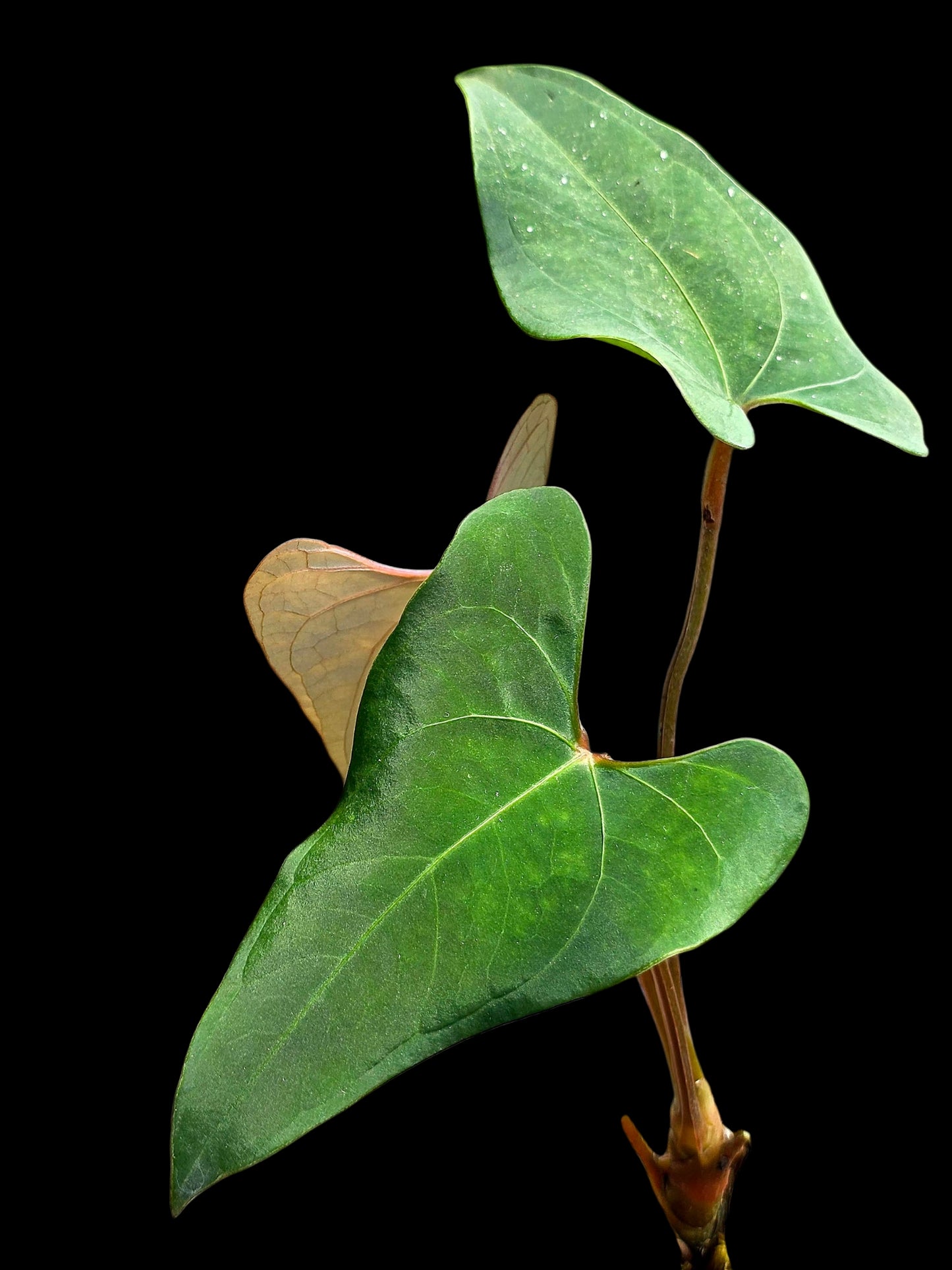 Anthurium sp. 'Huanuco Velvet' Wild Ecotype  (EXACT PLANT)