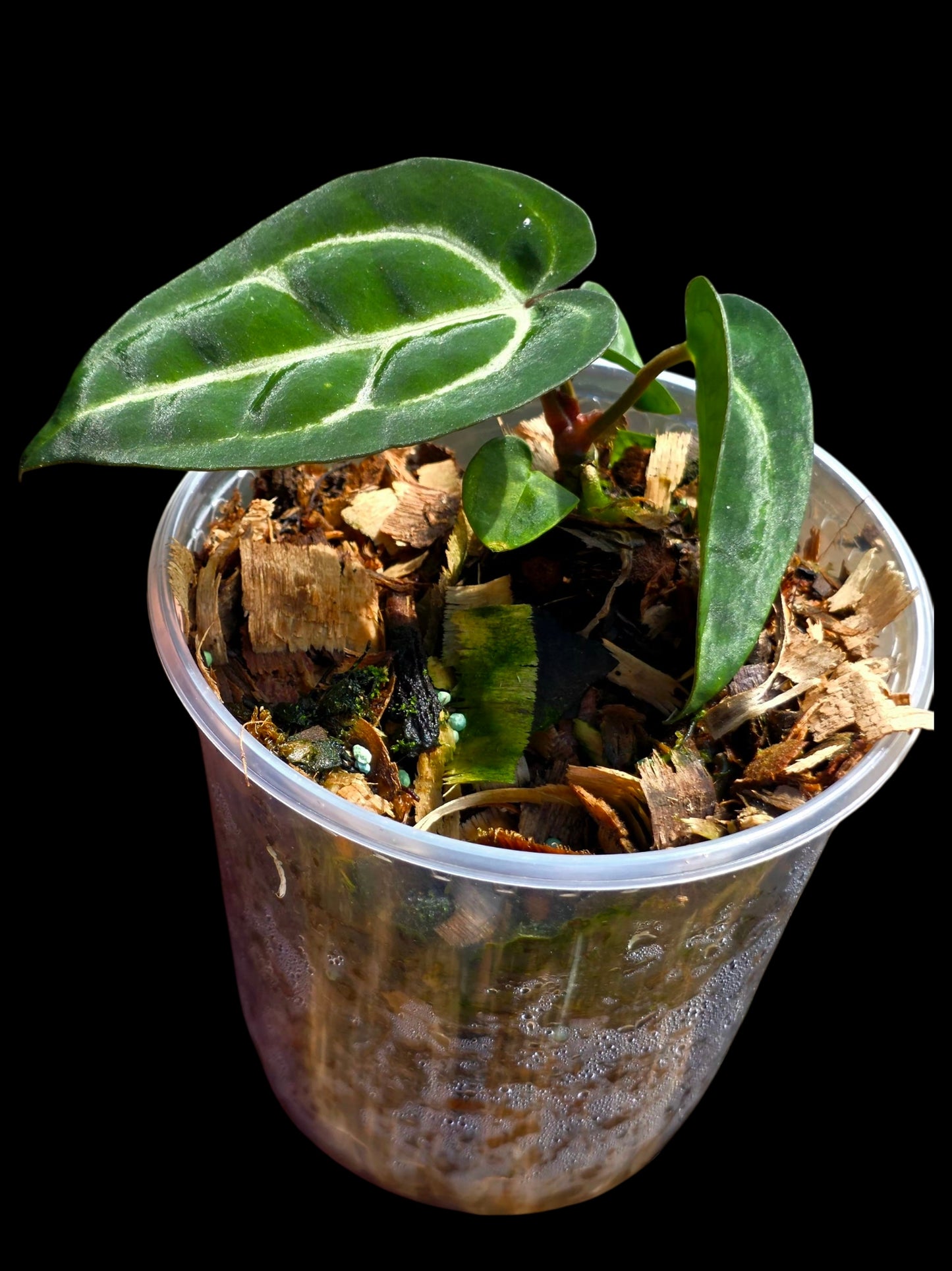 Anthurium Carlablackiae Dark Petiole (EXACT PLANT)
