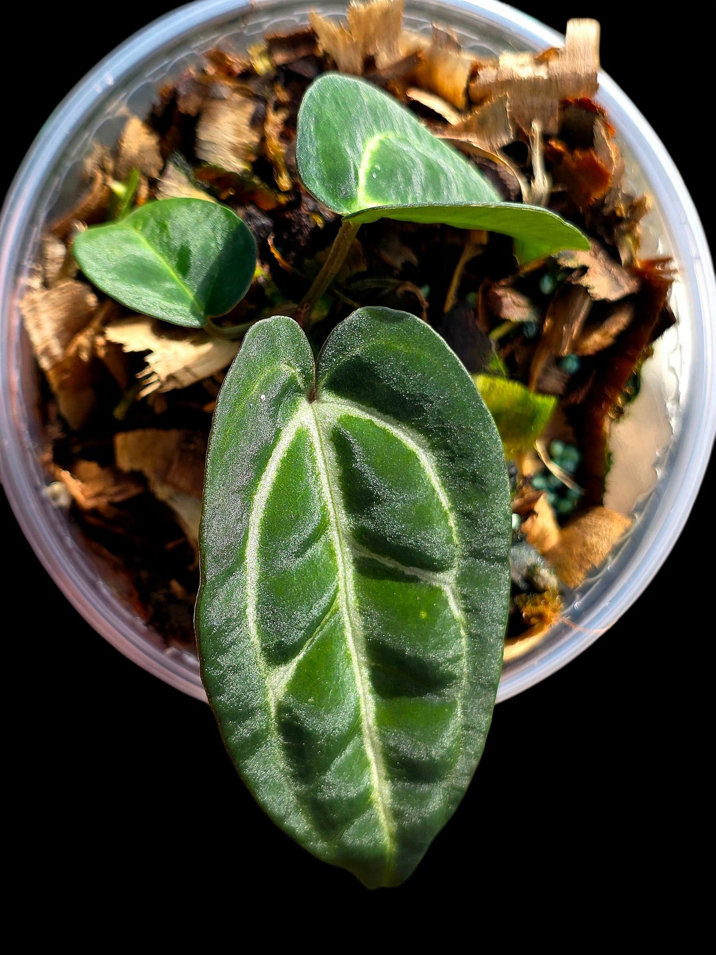 Anthurium Carlablackiae Dark Petiole (EXACT PLANT)