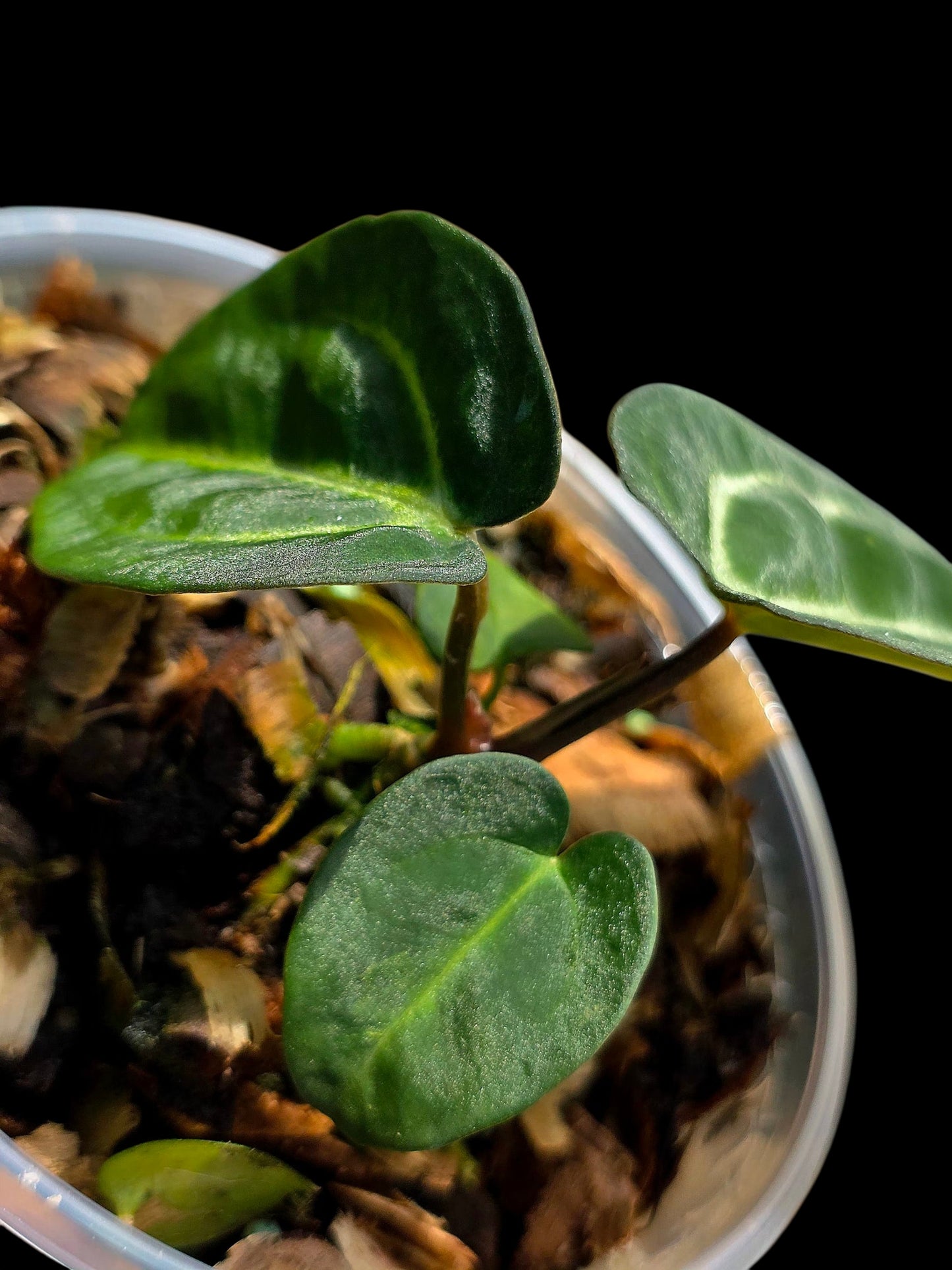 Anthurium Carlablackiae Dark Petiole (EXACT PLANT)