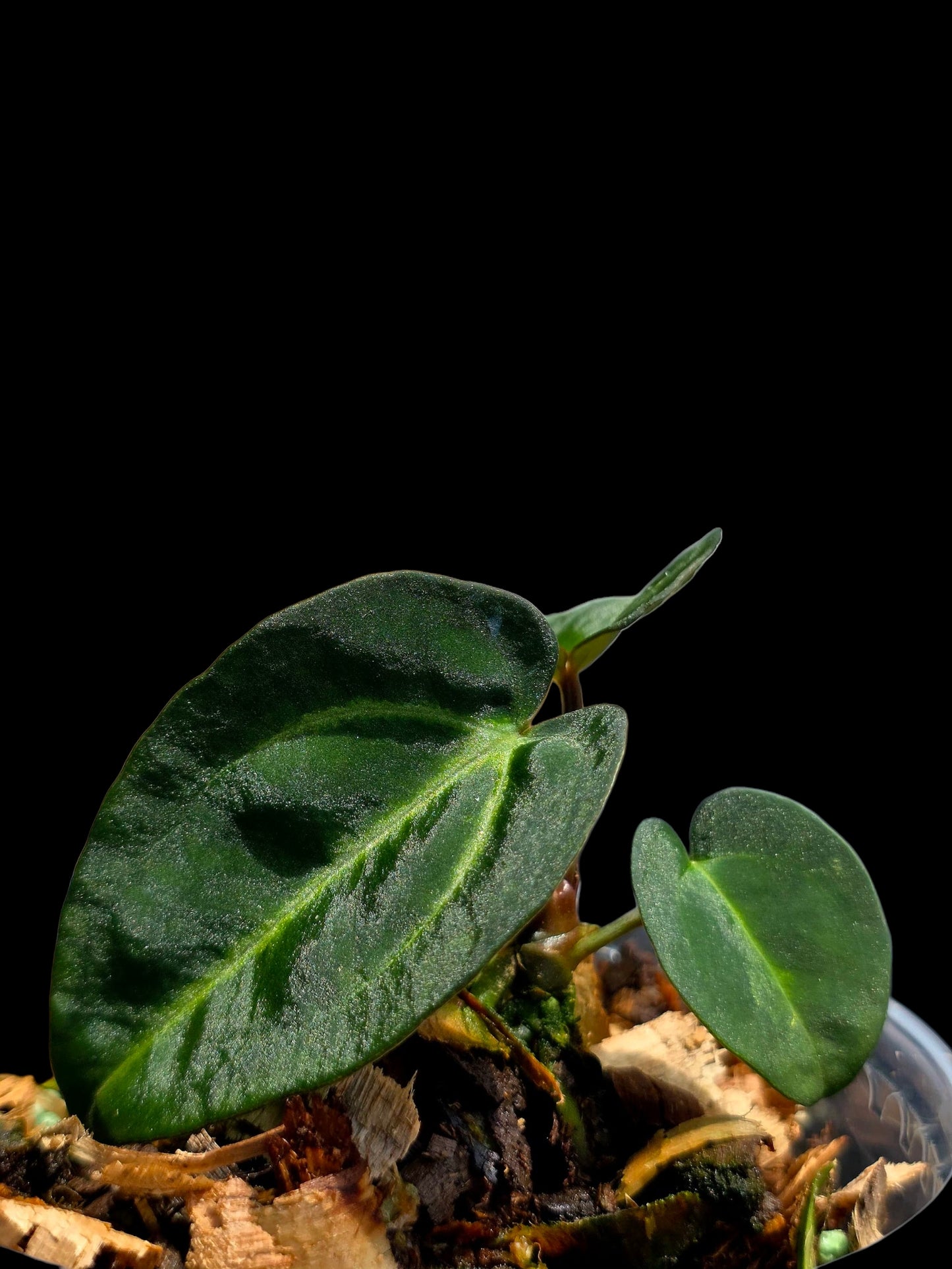 Anthurium Carlablackiae Dark Petiole (EXACT PLANT)