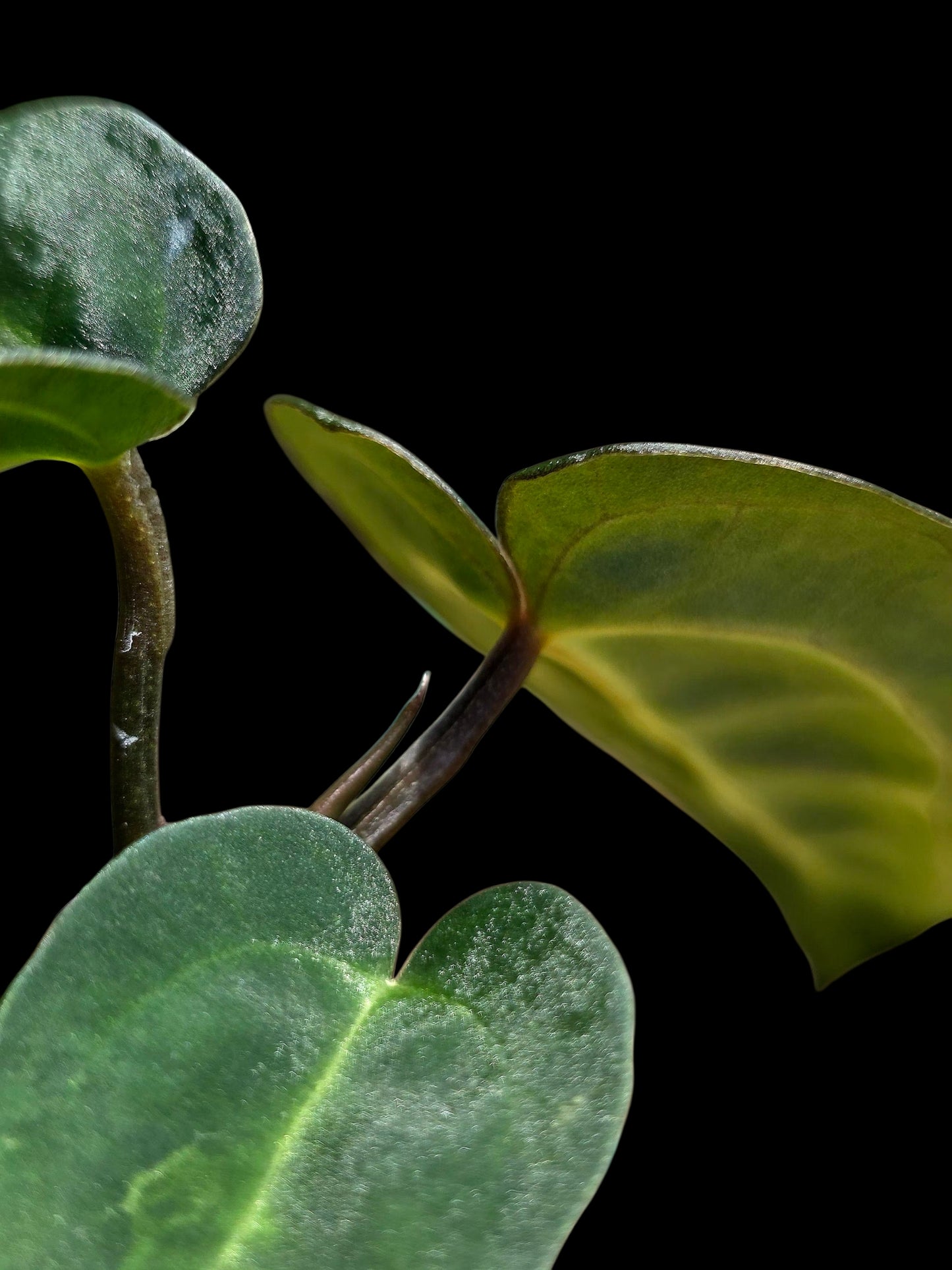 Anthurium Carlablackiae Dark Petiole (EXACT PLANT)