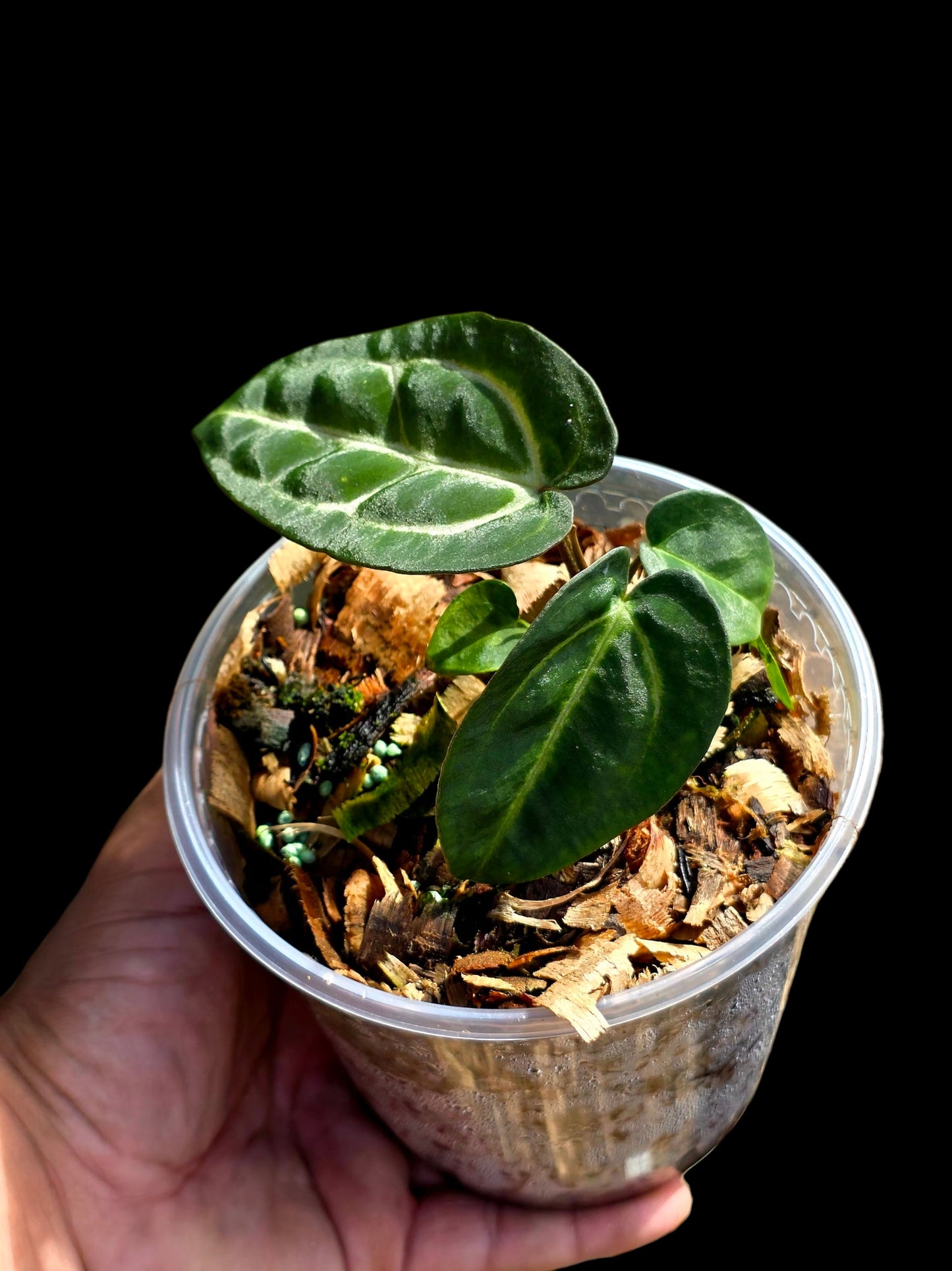 Anthurium Carlablackiae Dark Petiole (EXACT PLANT)
