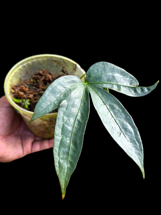 Anthurium sp. "Silver Fingers" Wild Ecotype (EXACT PLANT)
