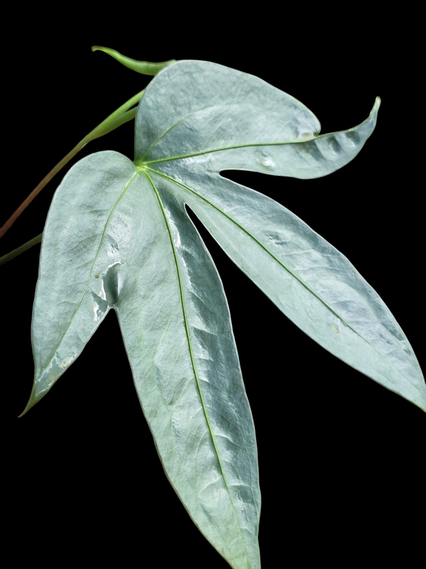 Anthurium sp. "Silver Fingers" Wild Ecotype (EXACT PLANT)
