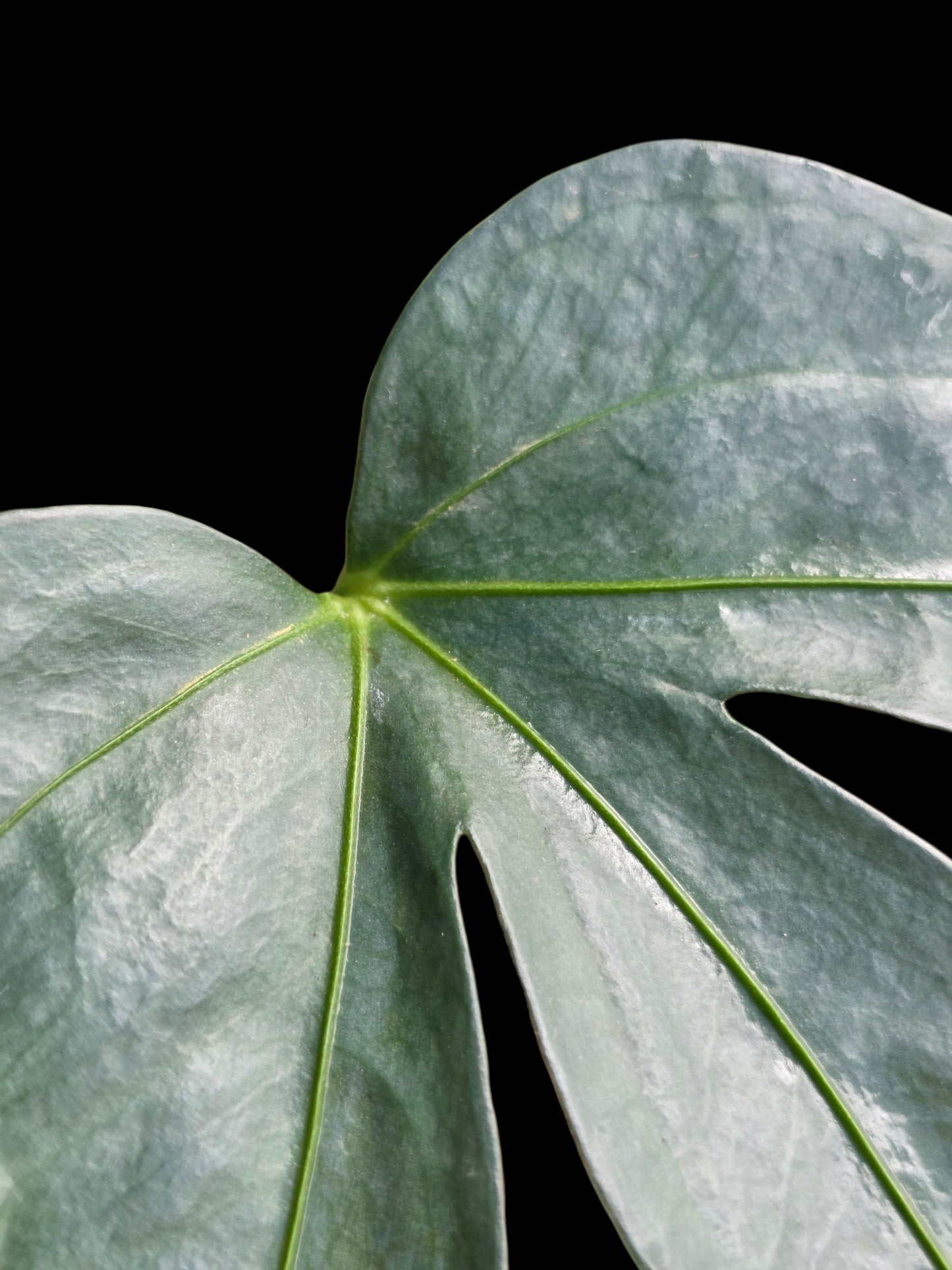 Anthurium sp. "Silver Fingers" Wild Ecotype (EXACT PLANT)