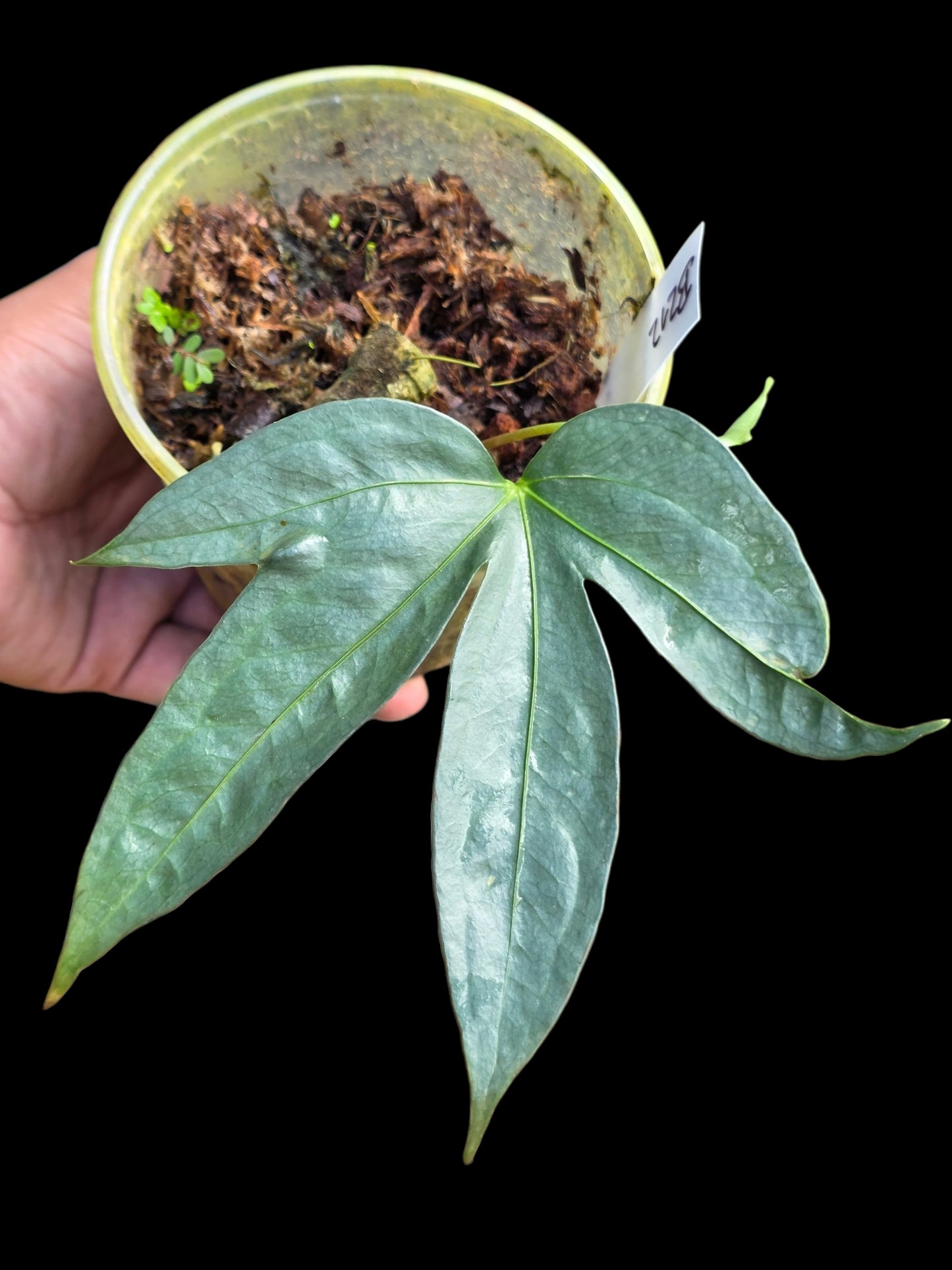 Anthurium sp. "Silver Fingers" Wild Ecotype (EXACT PLANT)