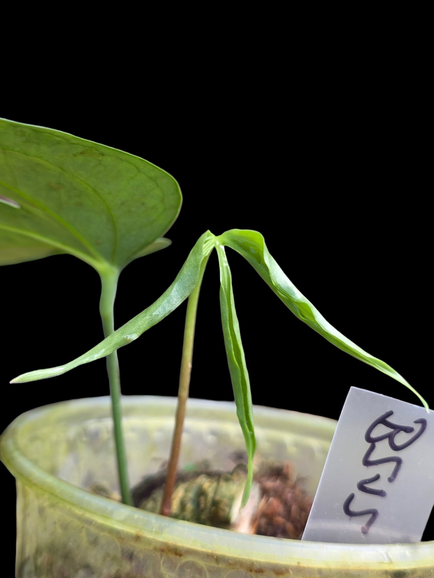 Anthurium sp. "Silver Fingers" Wild Ecotype (EXACT PLANT)