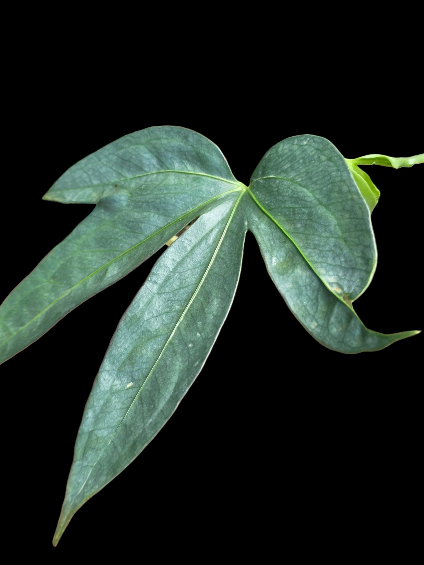 Anthurium sp. "Silver Fingers" Wild Ecotype (EXACT PLANT)