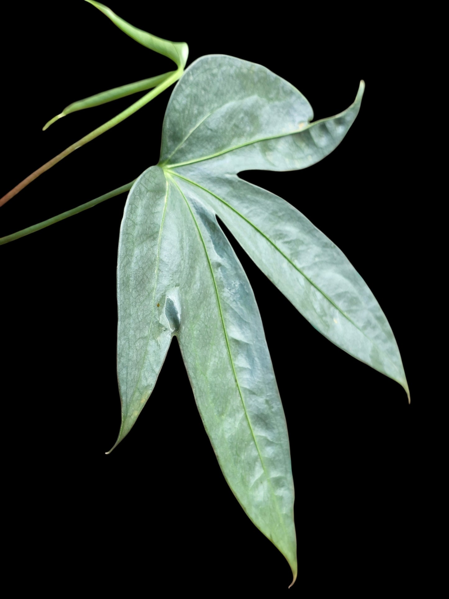 Anthurium sp. "Silver Fingers" Wild Ecotype (EXACT PLANT)